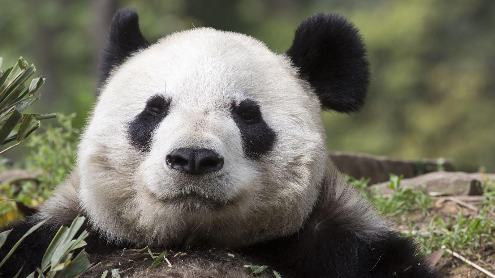 Giant Panda Facts and Picture