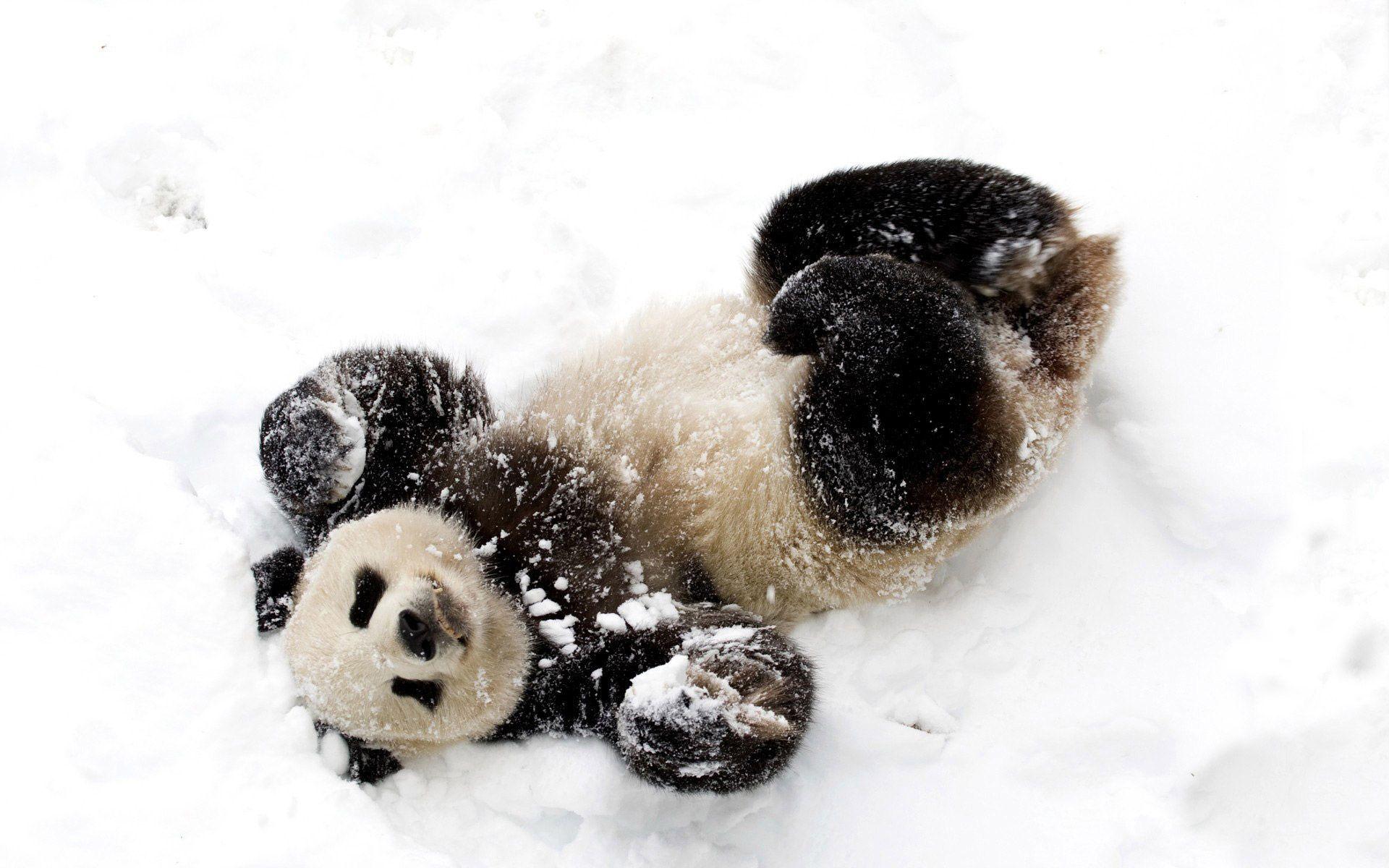Panda Cubs in Snow HD Wallpaper, Background Image