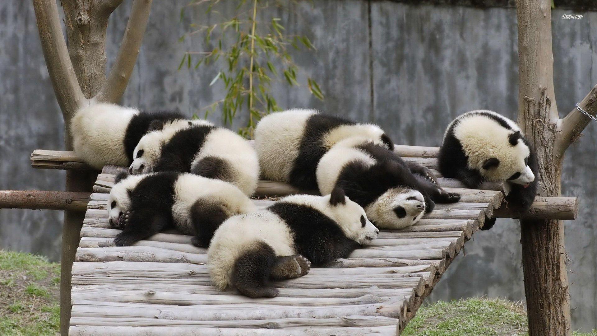 Sleeping panda bears wallpaper wallpaper