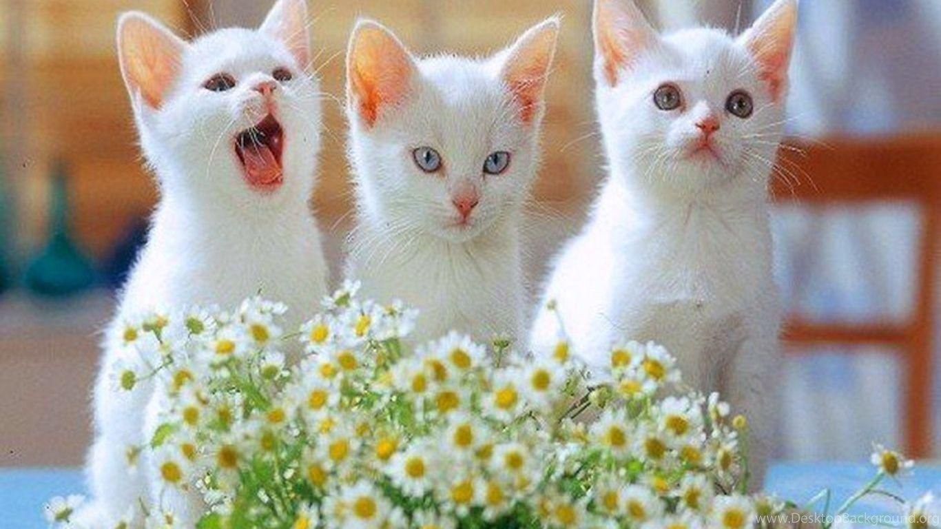 Cute White Kitten HD Desktop Wallpaper, Widescreen, High