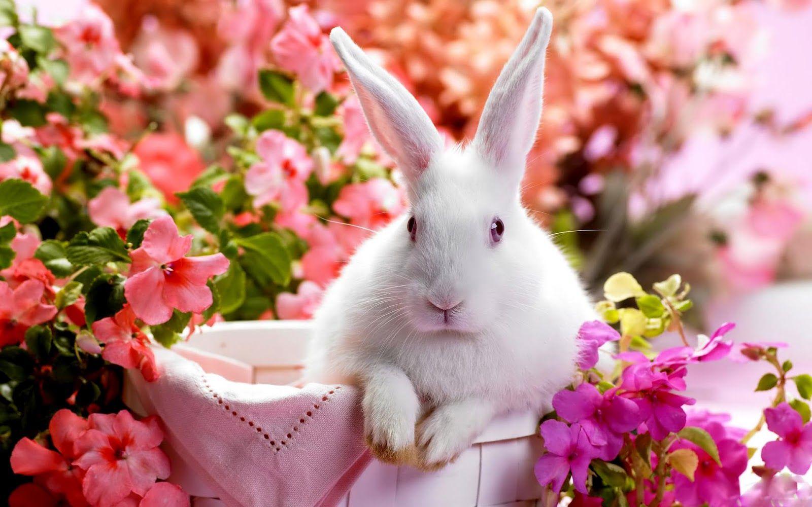 Free Best Picture: Baby Rabbit 1920x1200 Wide Wallpaper