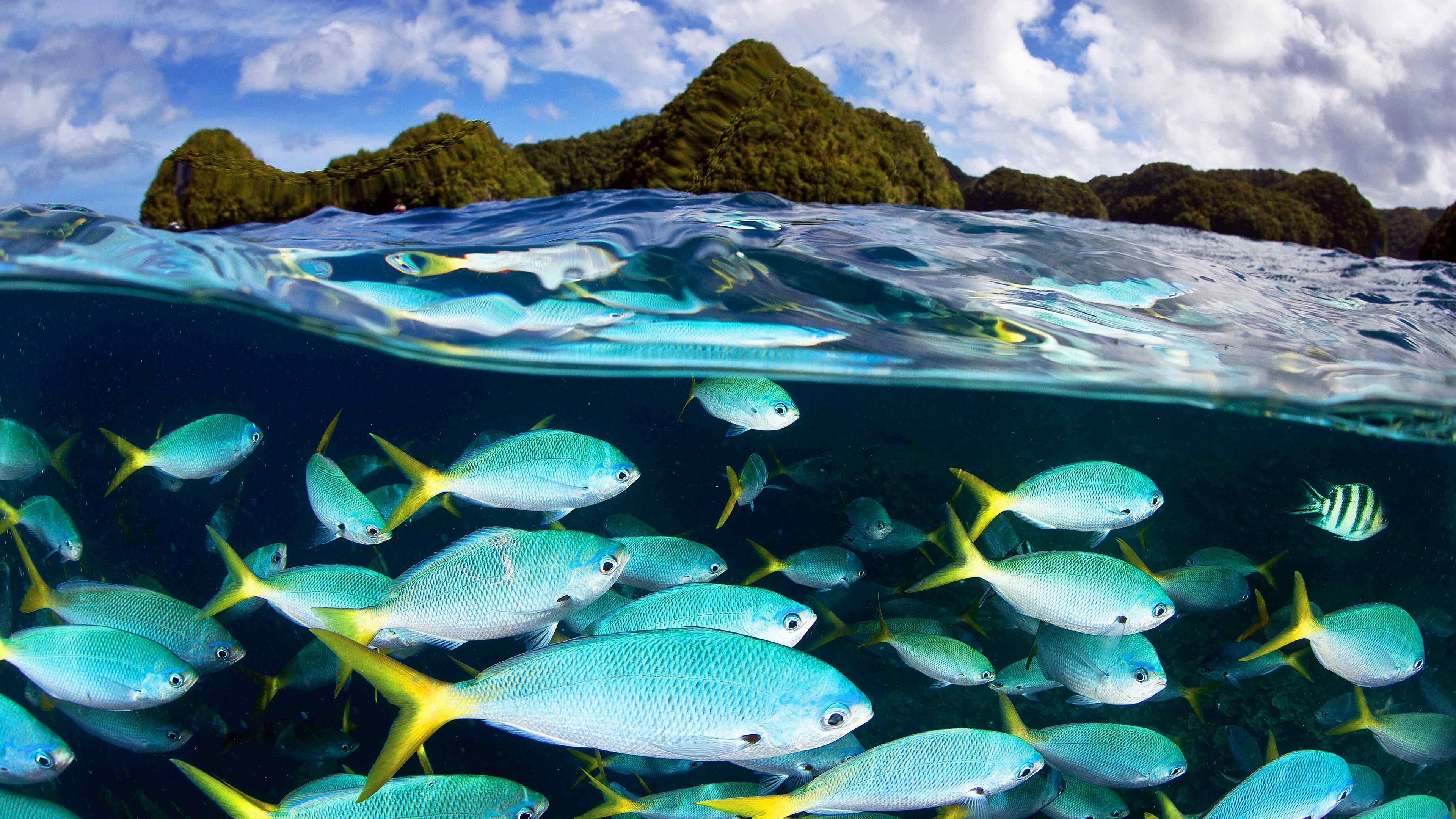 Palau Island Ocean Life Wallpaper 4K HD Download For Desktop