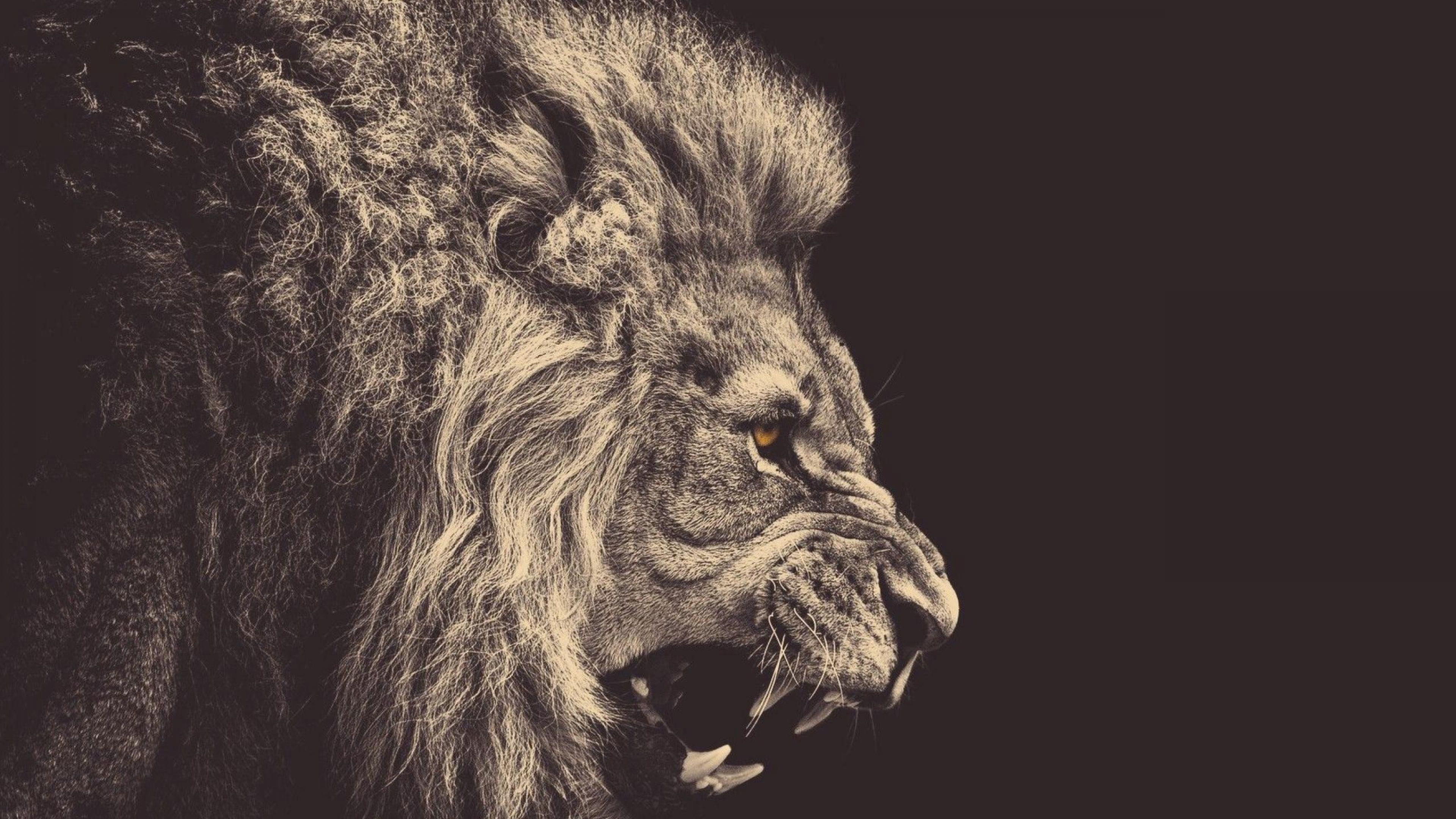 HD Lion Wallpapers Group