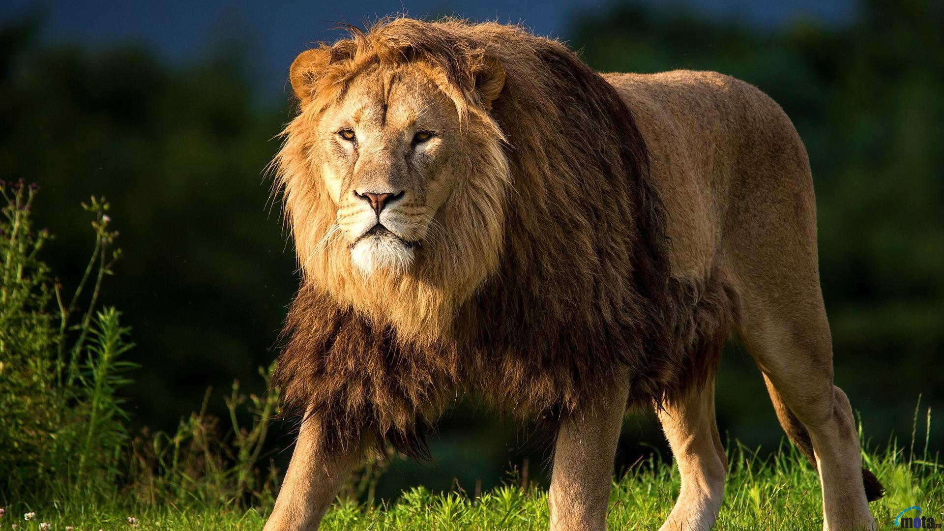 Lion Image Hd Group with 62 items