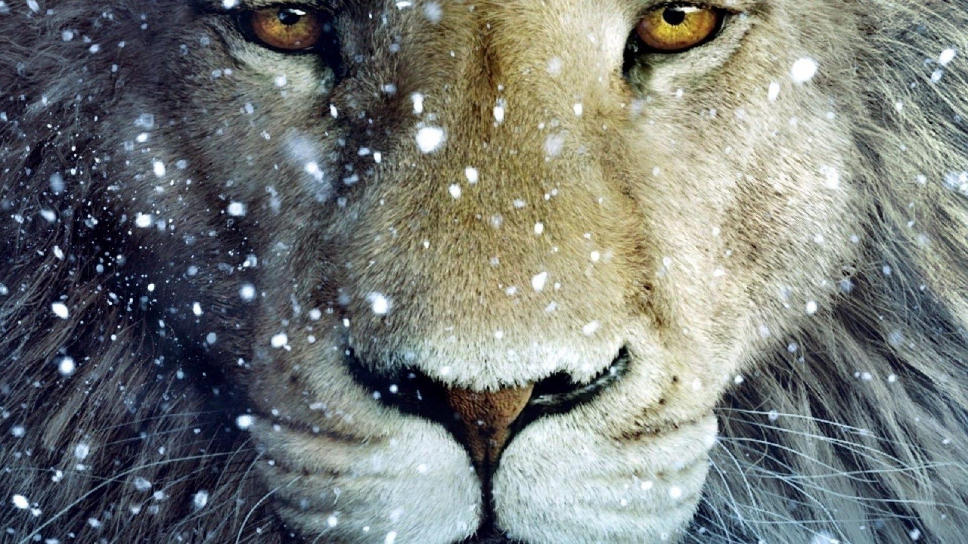 Lion Wallpapers 1080p HD