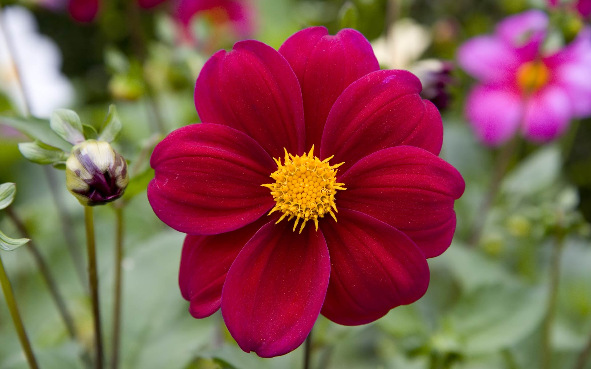 Picture of Beautiful Flowers HD Desktop Wallpaper, Instagram photo
