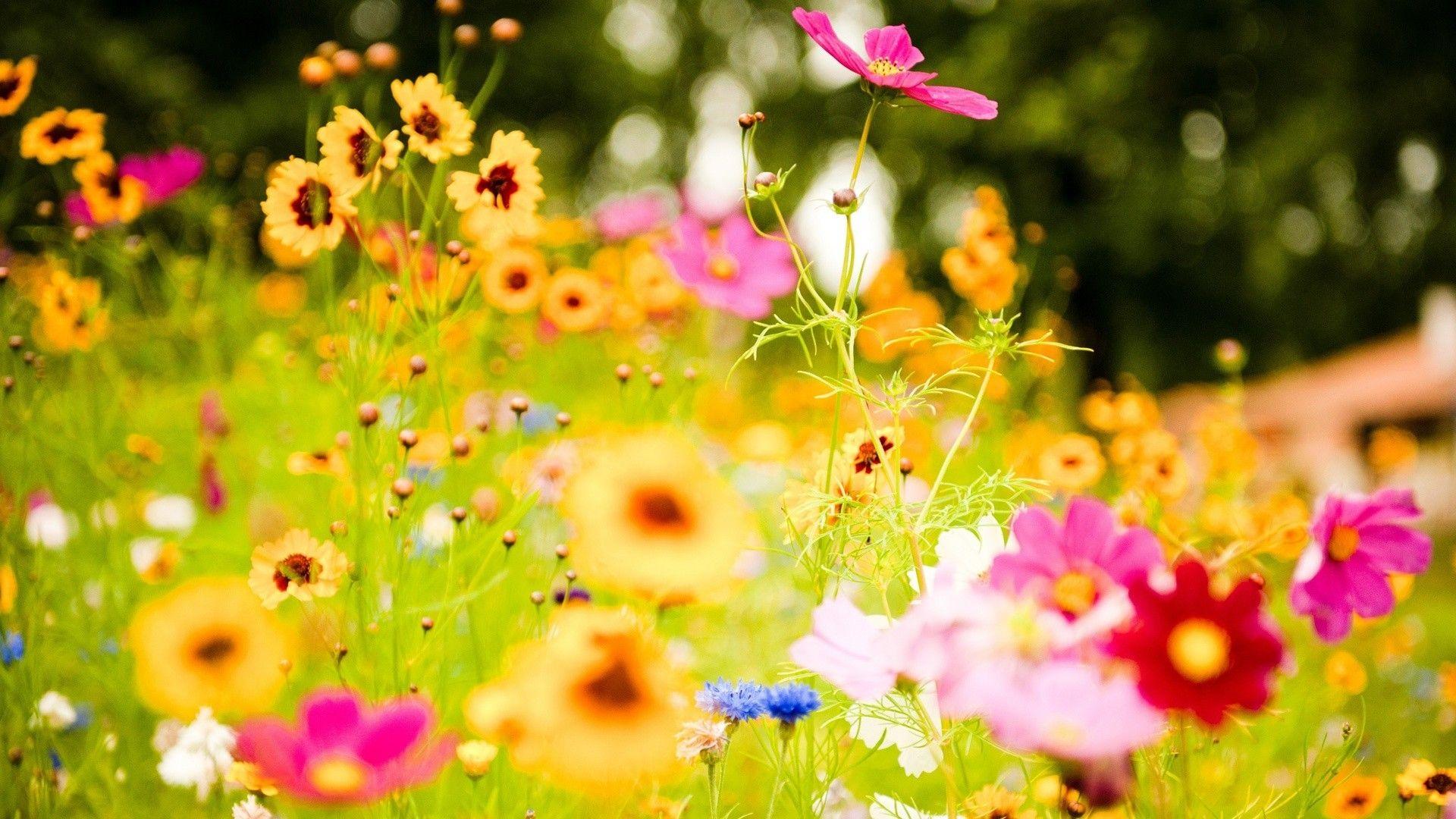 Real Flowers Background