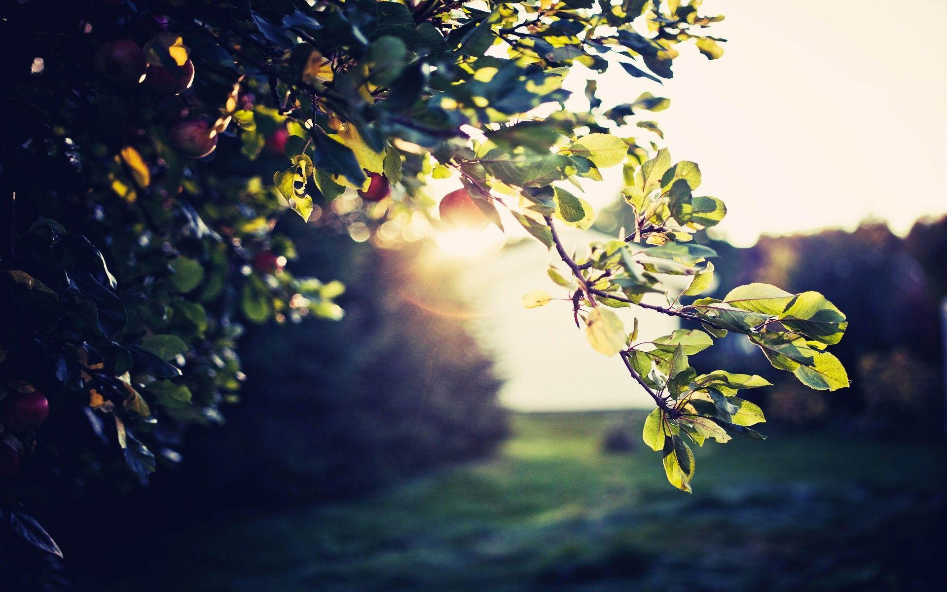 Desktop Wallpaper HD Widescreen Nature