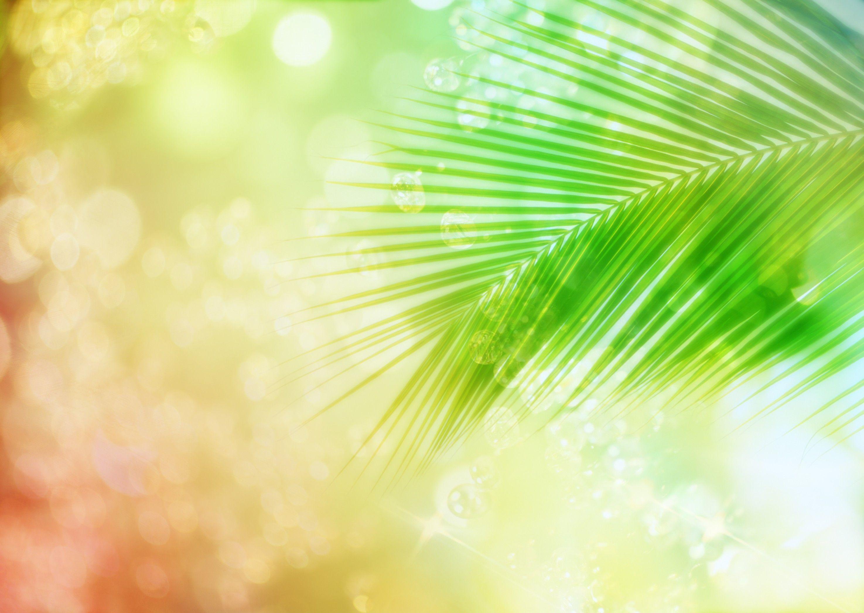 Other Sunkissed Palm Leaf Sunlight Colours 1080p Wallpaper Other