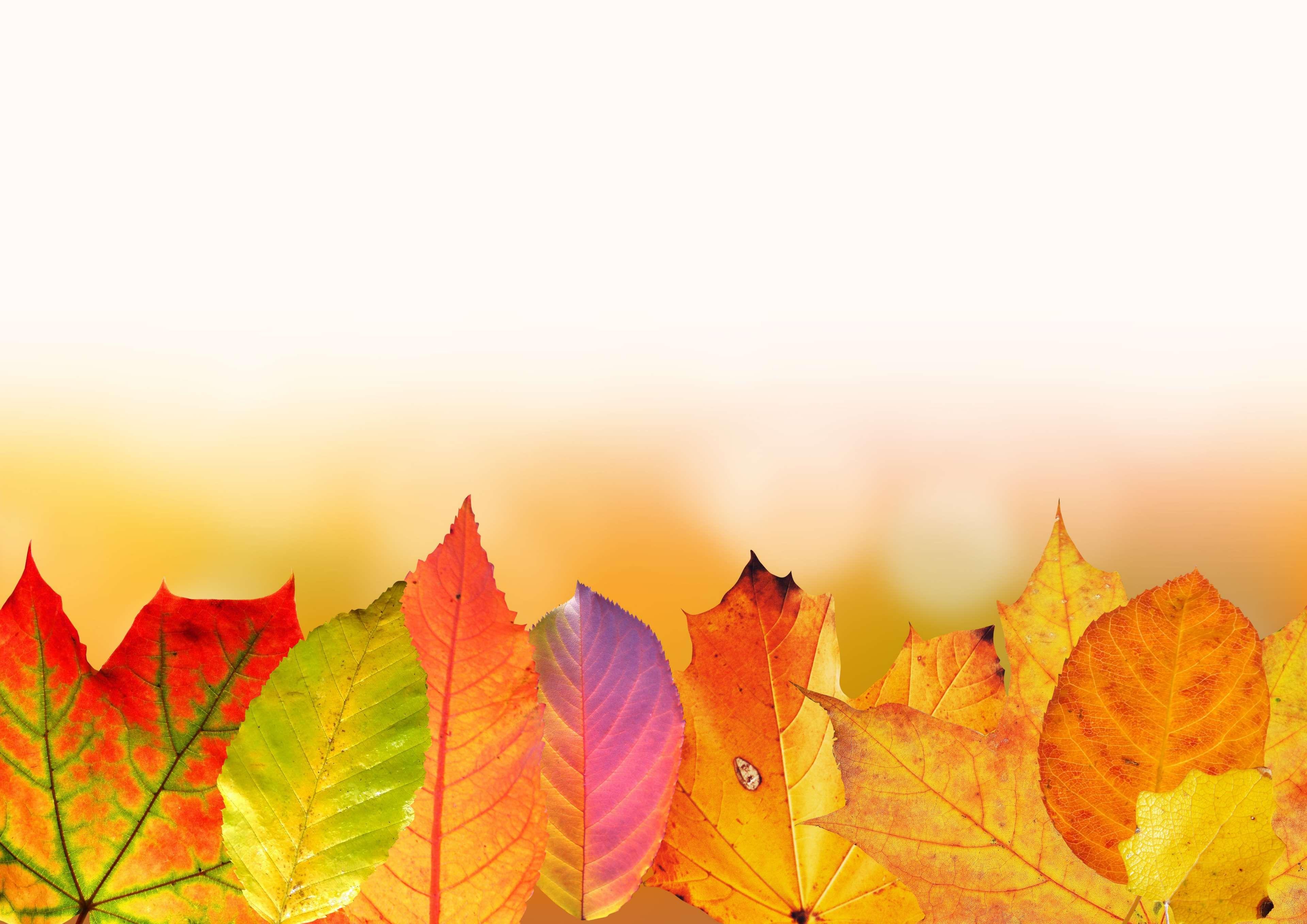 alder leaf #apple tree leaf #autumn #autumn colours #background