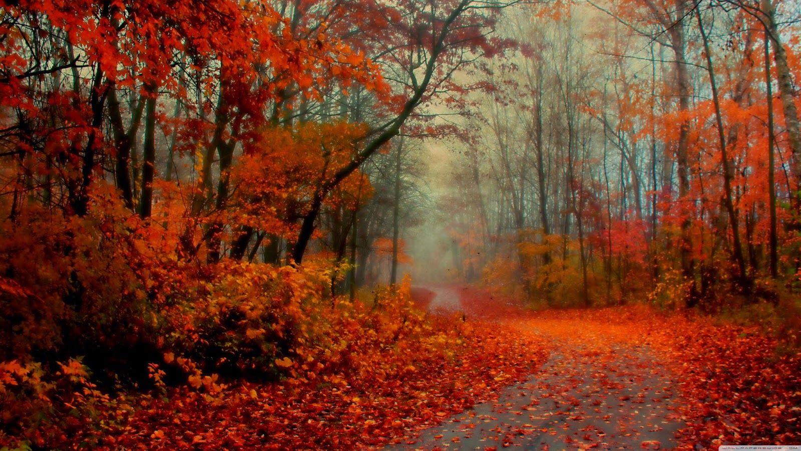 Romantic Autumn Forest