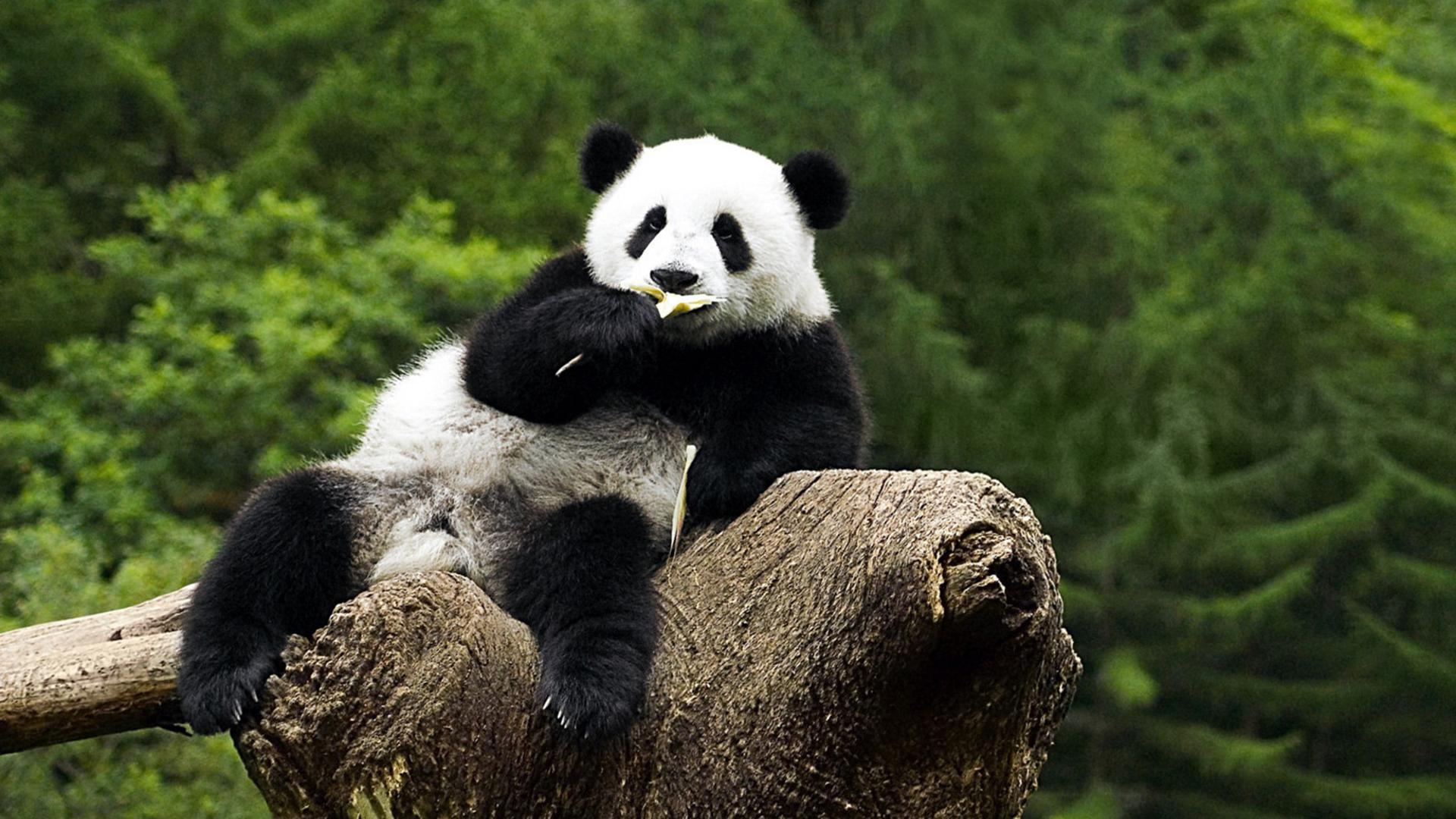 Best HD Cute Panda Wallpaper