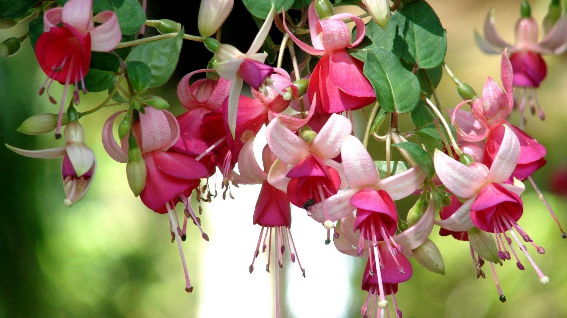 Download Wallpaper 1920x1080 fuchsia, flowers, herbs, stamens, close