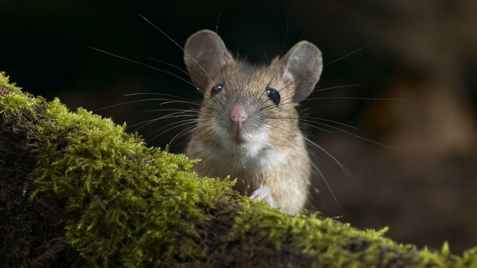 HD Mouse Close Up: Nature's Tiny Explorer
