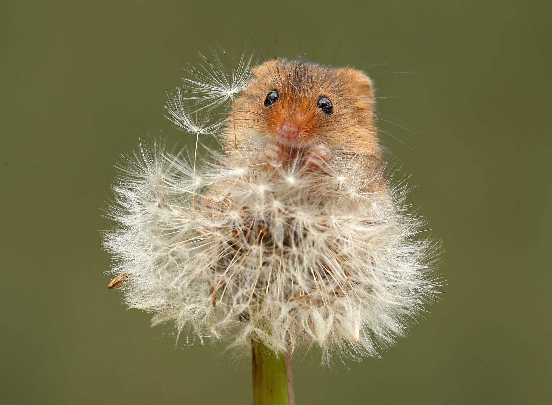 Mouse Wallpapers - Wallpaper Cave