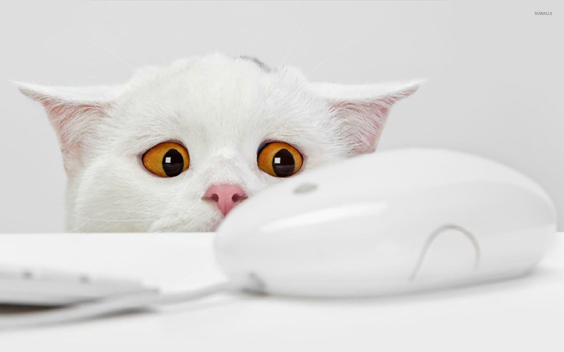 Cat yearning for the mouse wallpaper wallpaper