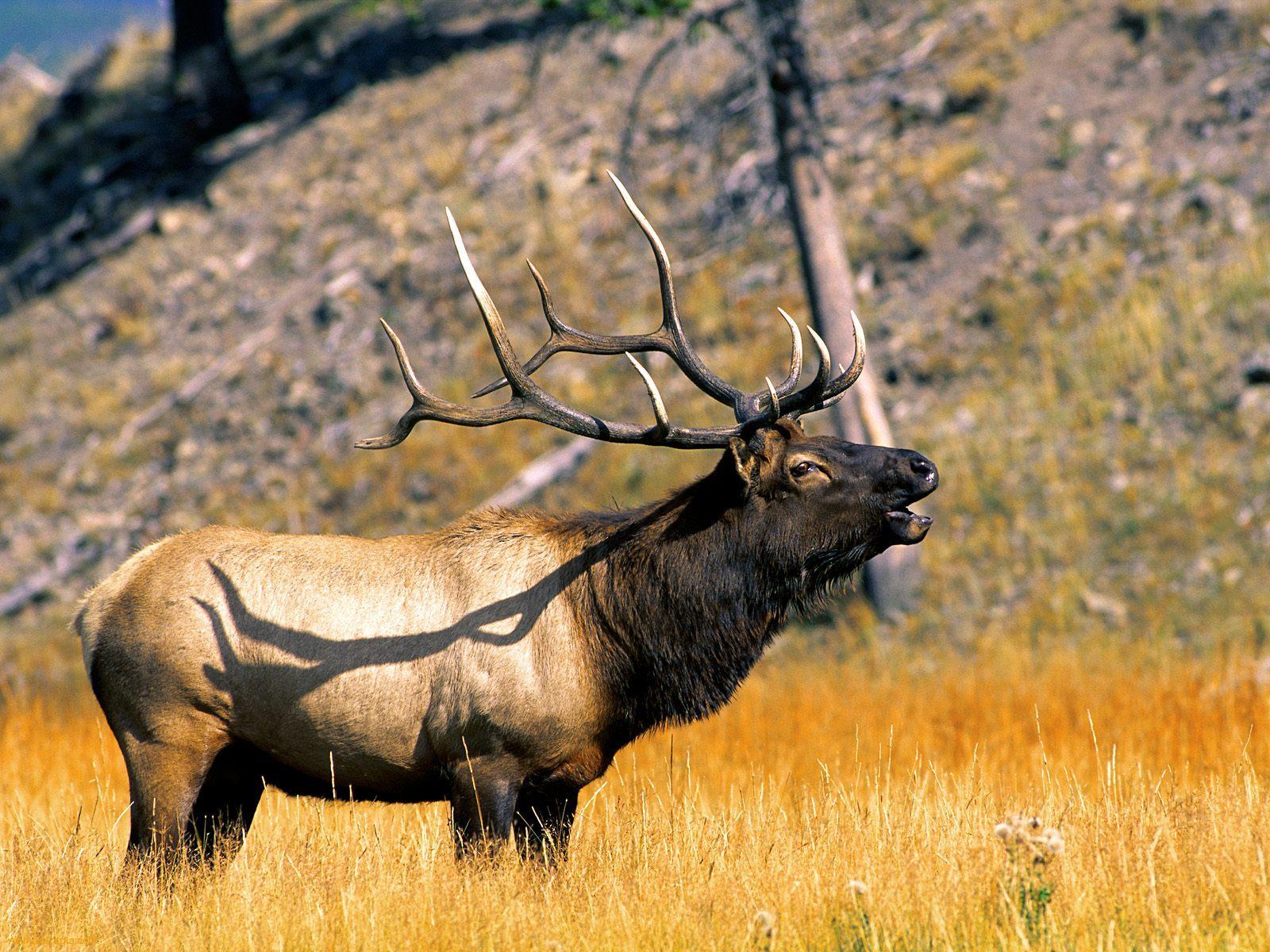 Elk HD Wallpaper and Background Image