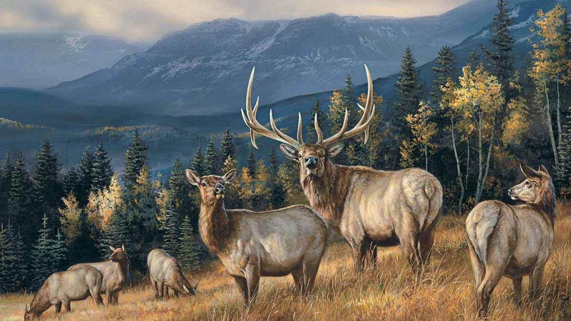 Elk In Snow HD Wallpaper, Background Image