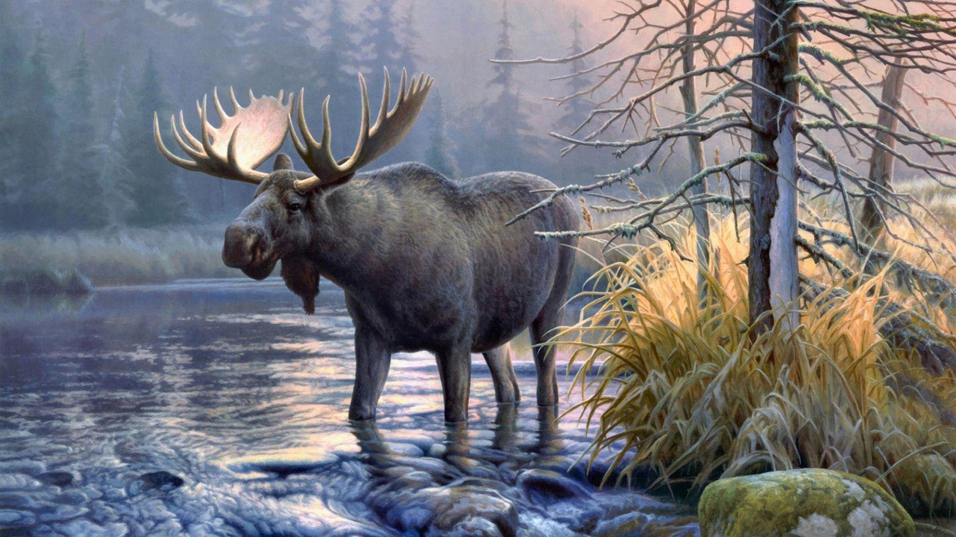 Elk Wallpaper 5 X 1080