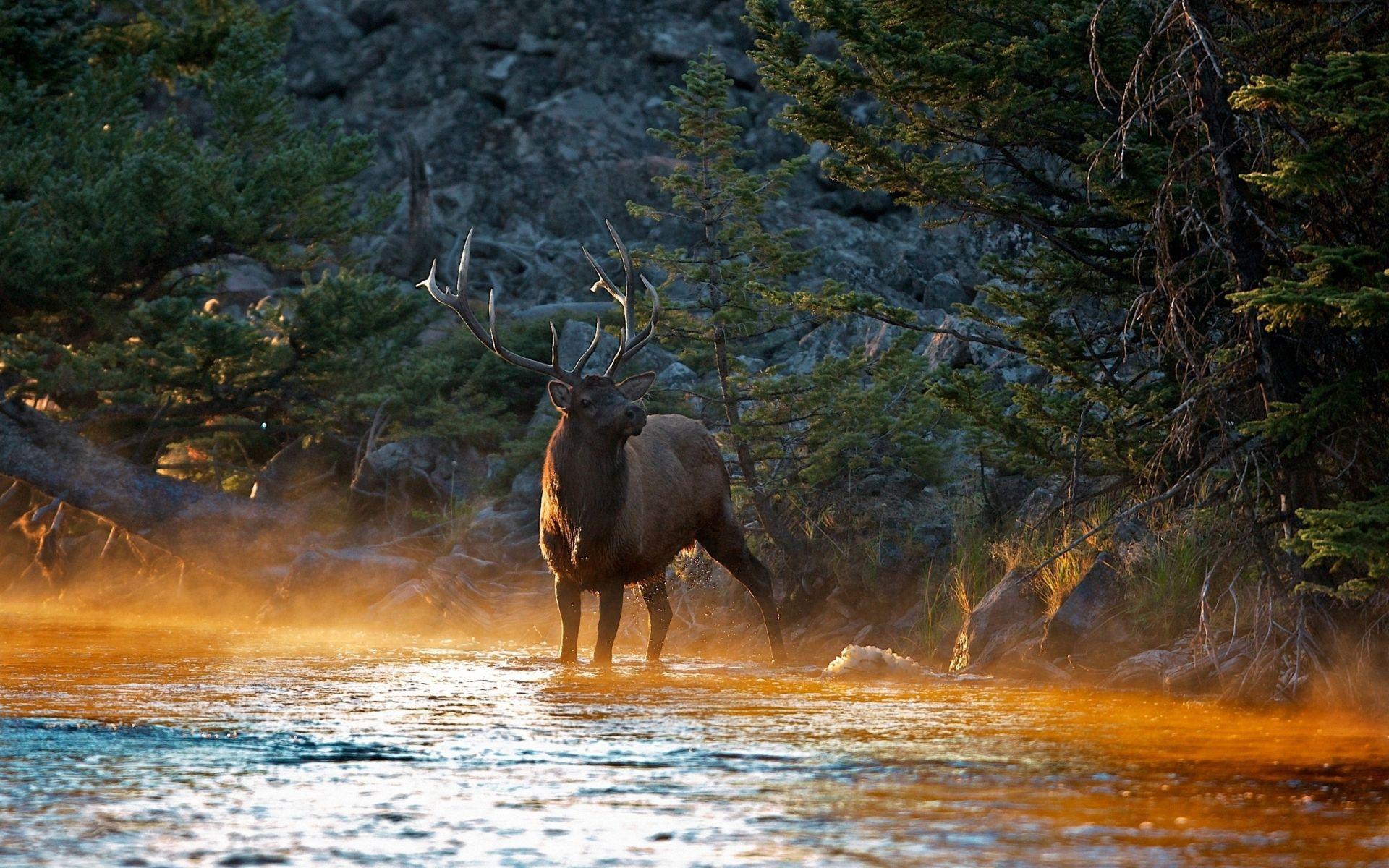 HD Elk 4k Photo