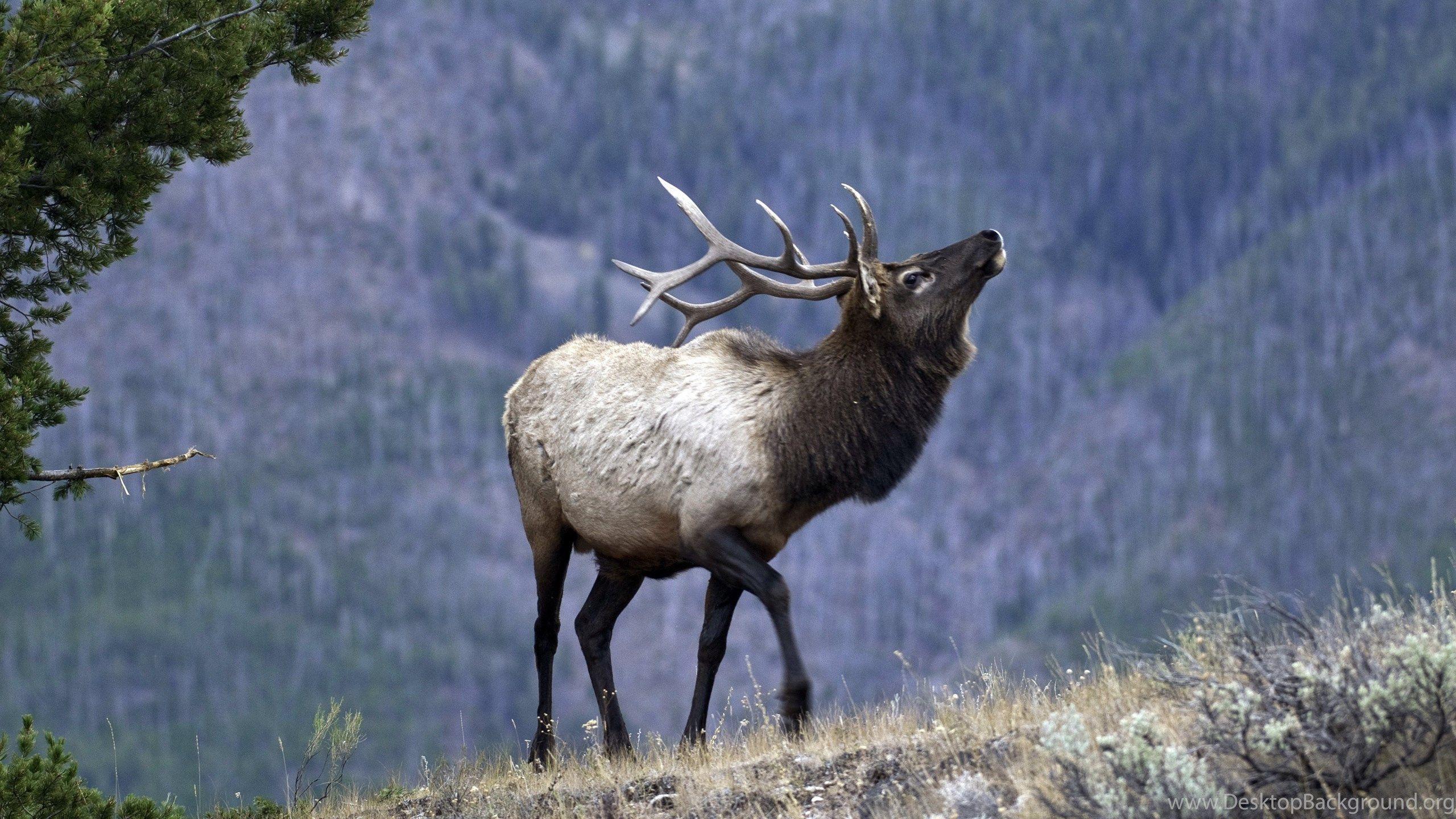 Bull Elk Elks Deer (21) Wallpaper Desktop Background