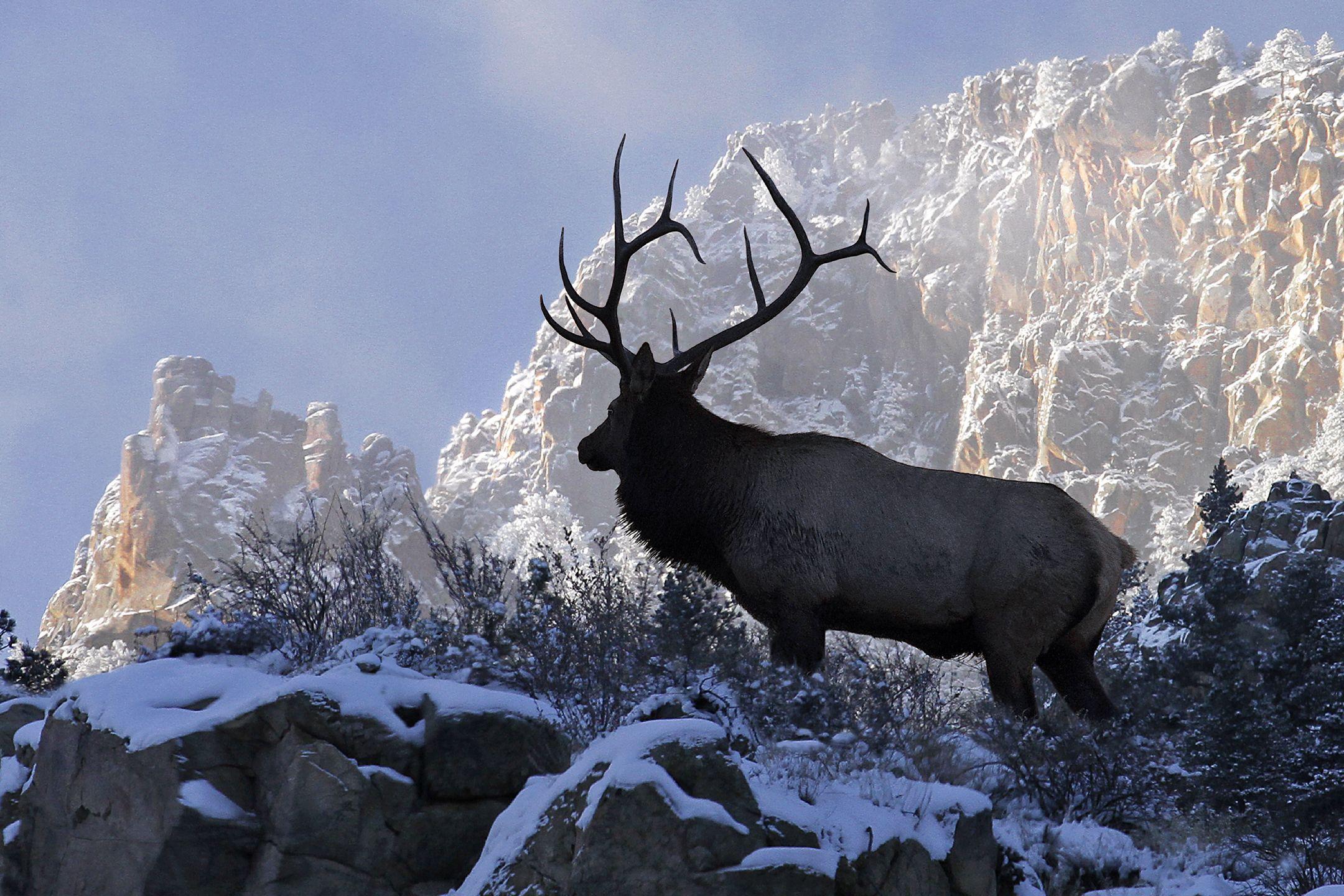 Cow Elk Silhouett HD Wallpaper, Background Image