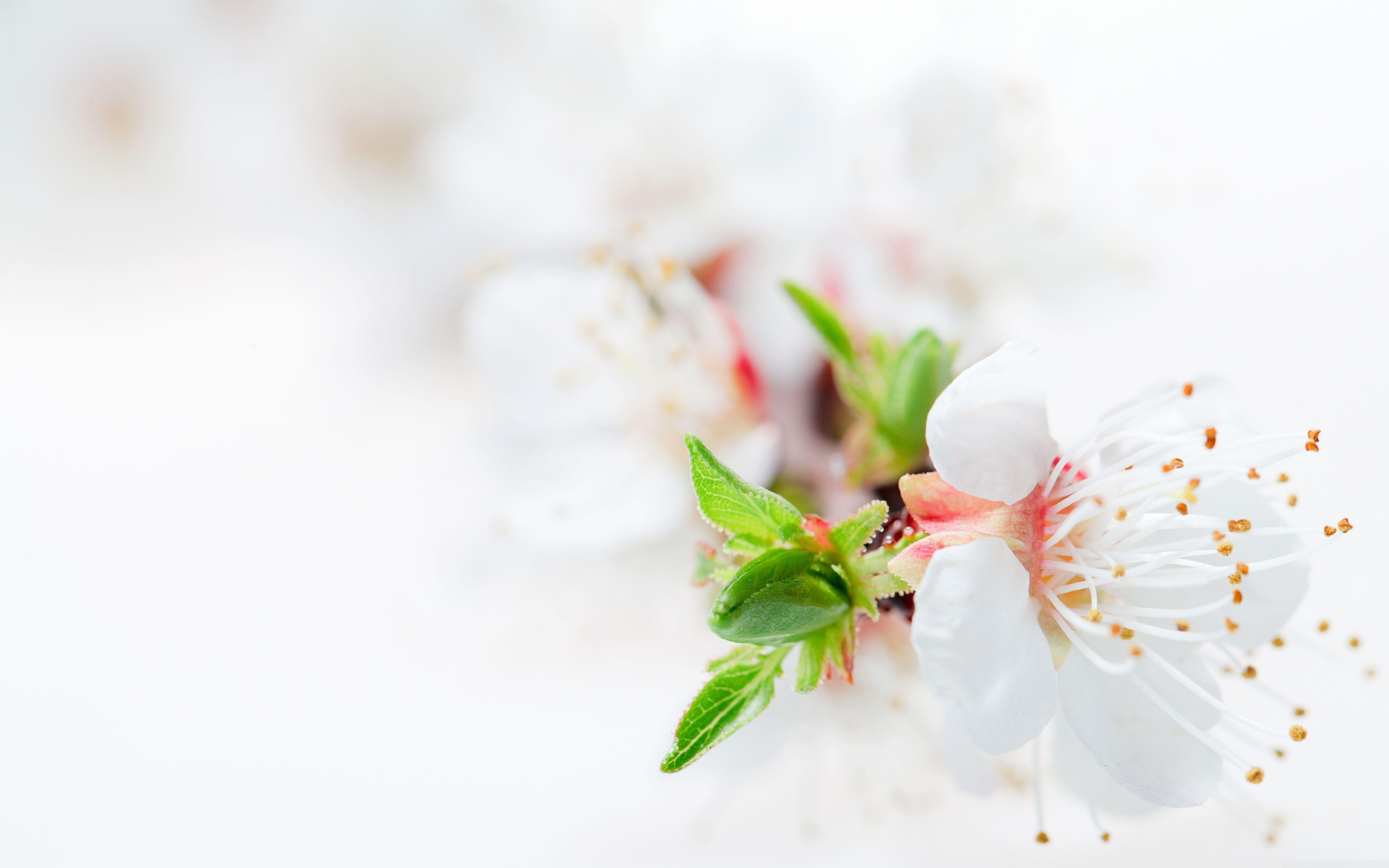 White Blossom Tree Flowers Ultra HD Desktop Background Wallpaper