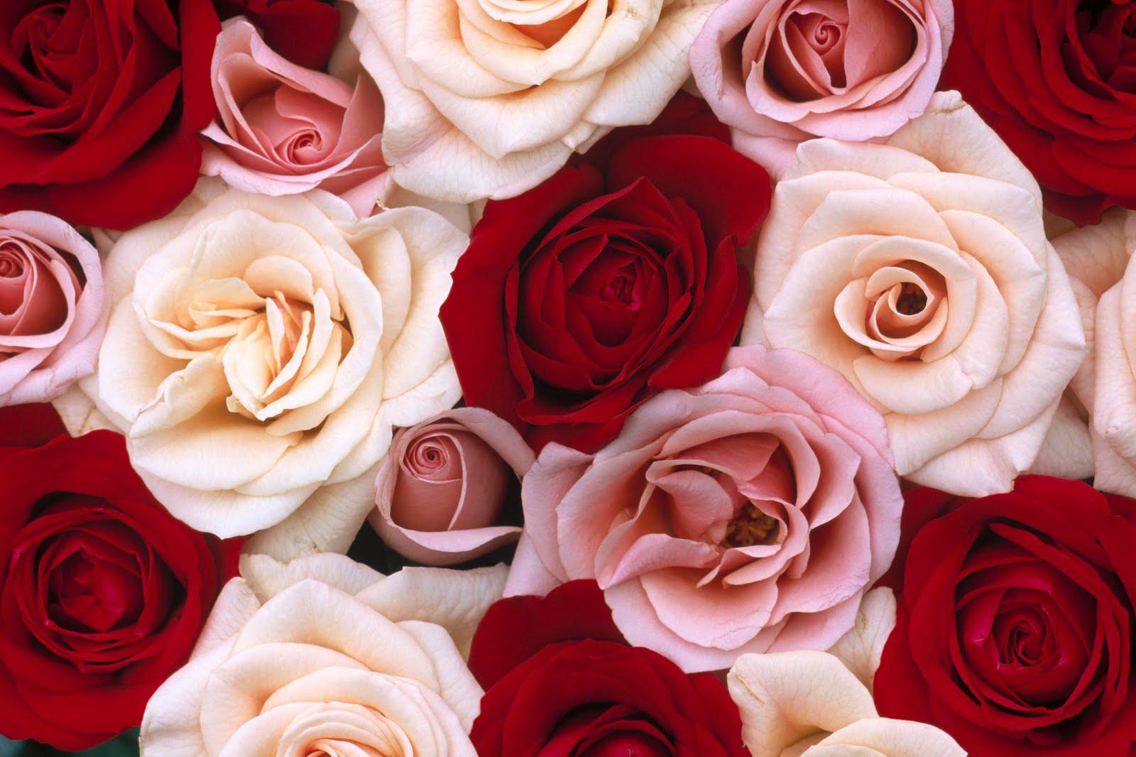 Pink And White Roses Wallpaper