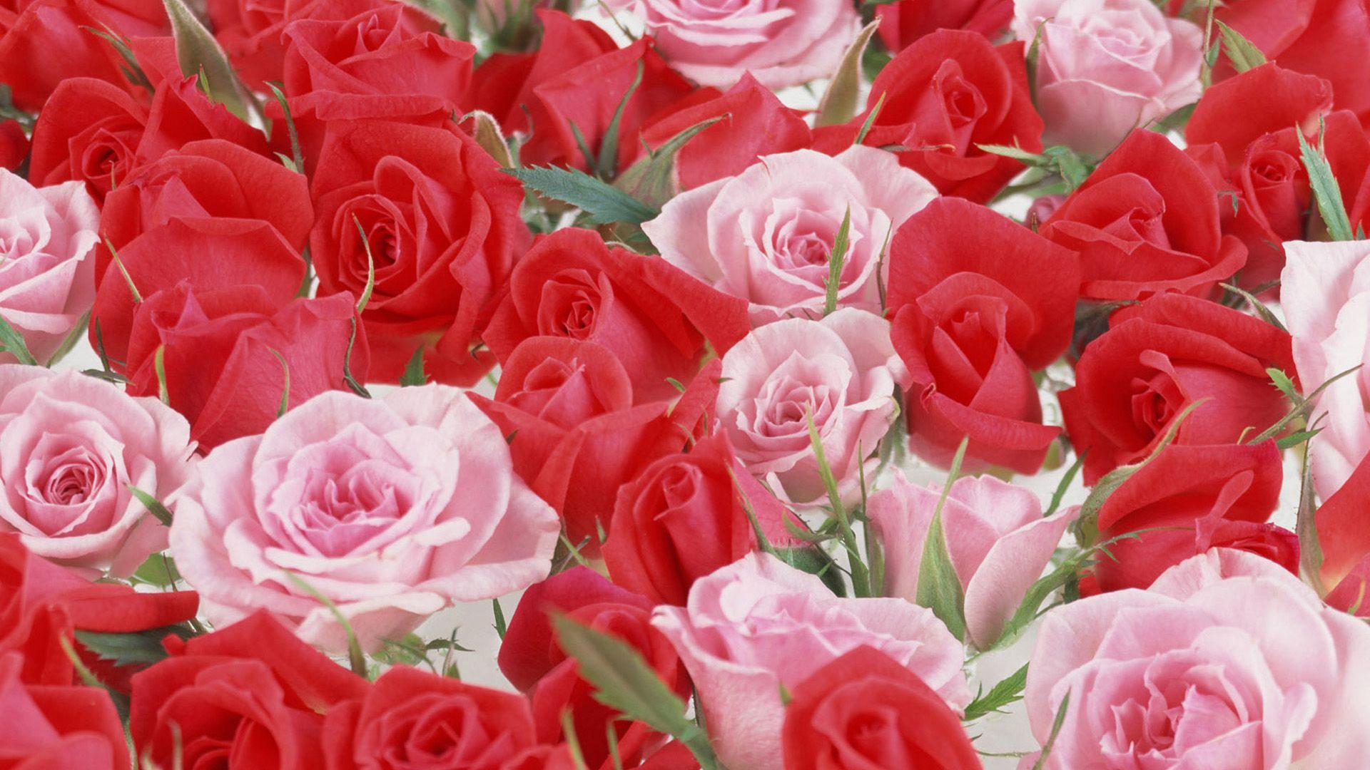 Red And Pink Roses Wallpapers Pics - Wallpaper Cave