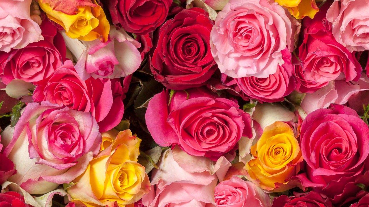 Wallpaper Roses, Colorful, Red roses, Pink roses, HD, 5K, Flowers