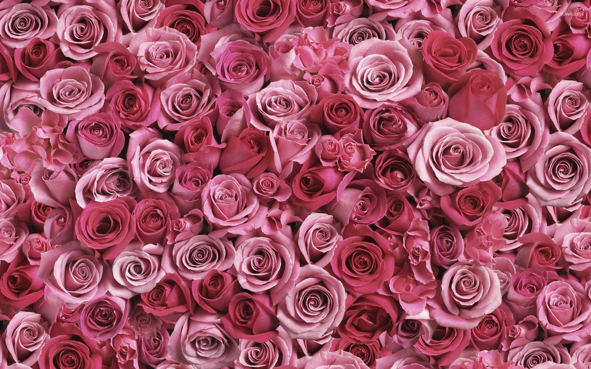 A Lot Of Pink Roses Wallpaper Flower HD For Smartphone Image Waraqh