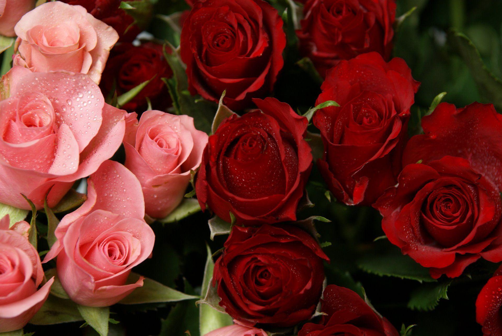 Red And Pink Rose Pics Gallery Full HD Wallpaper For Mobile High