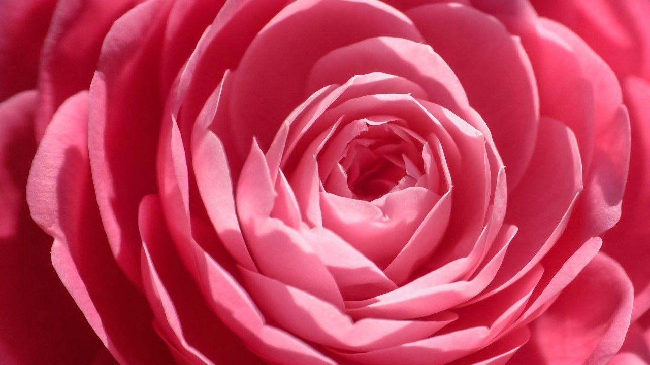 Wallpaper Pink rose, Close up, HD, Flowers