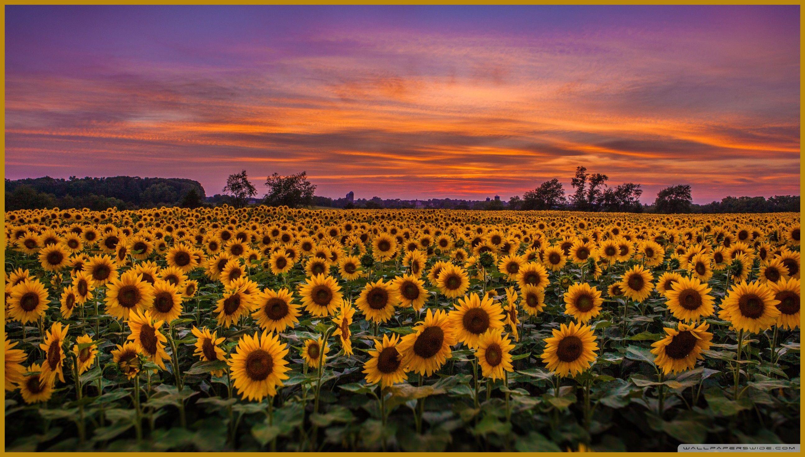 Appealing Field HD Desktop Wallpaper For Ultra Tv Pics Of Sunflower