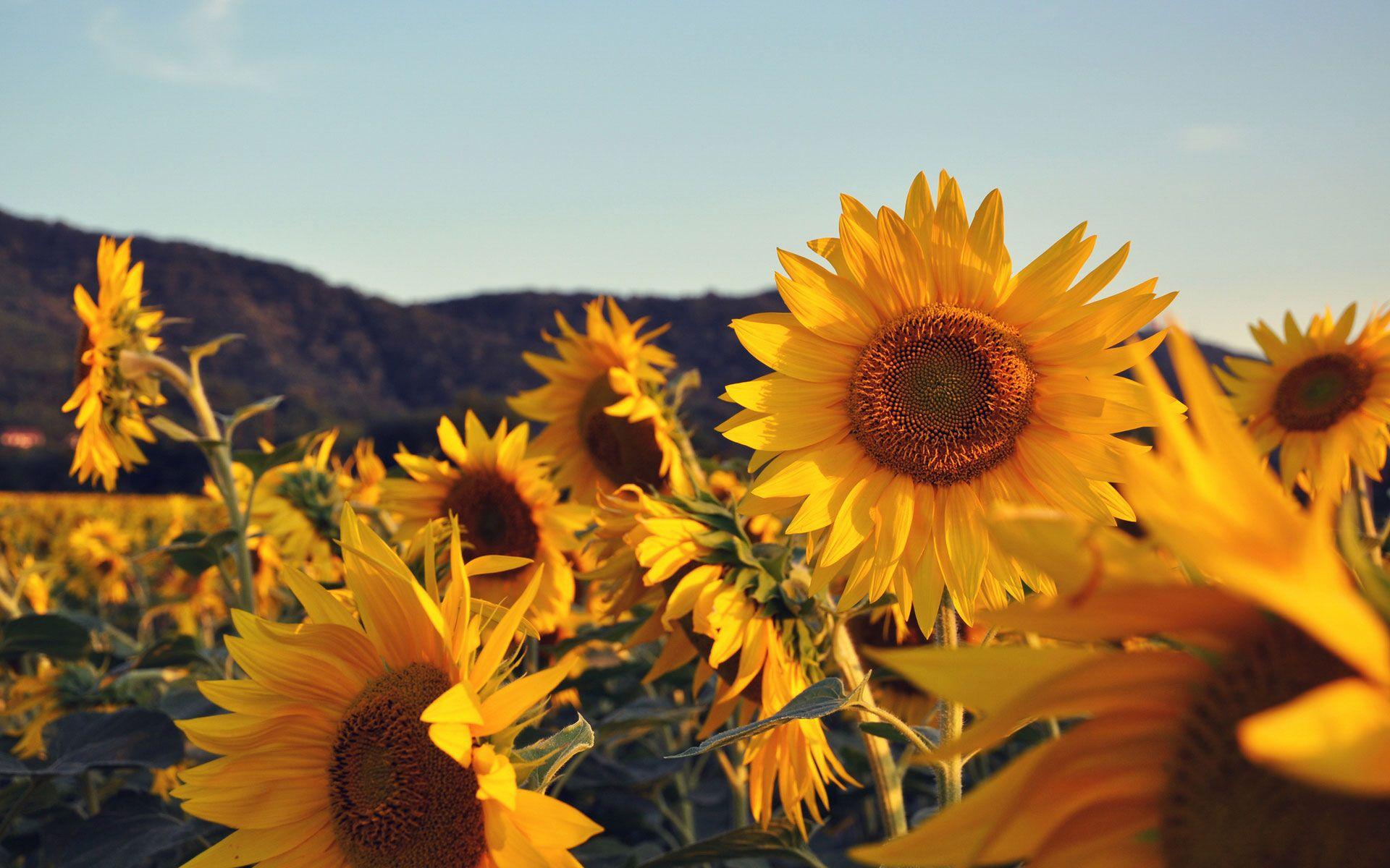 Desktop Background Sunflowers