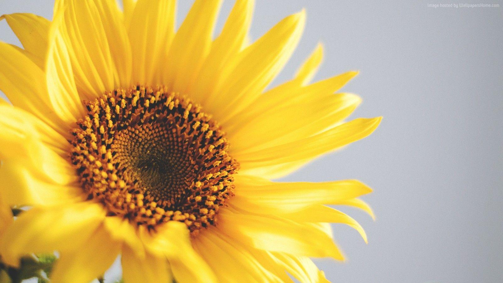 Sunflower HD Desktop Wallpaper, Instagram photo, Background Image