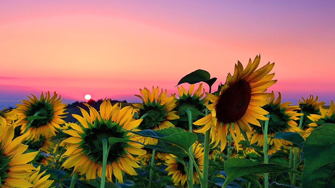 Wallpaper Nature Fields Flowers Sunflowers Sunrises and sunsets
