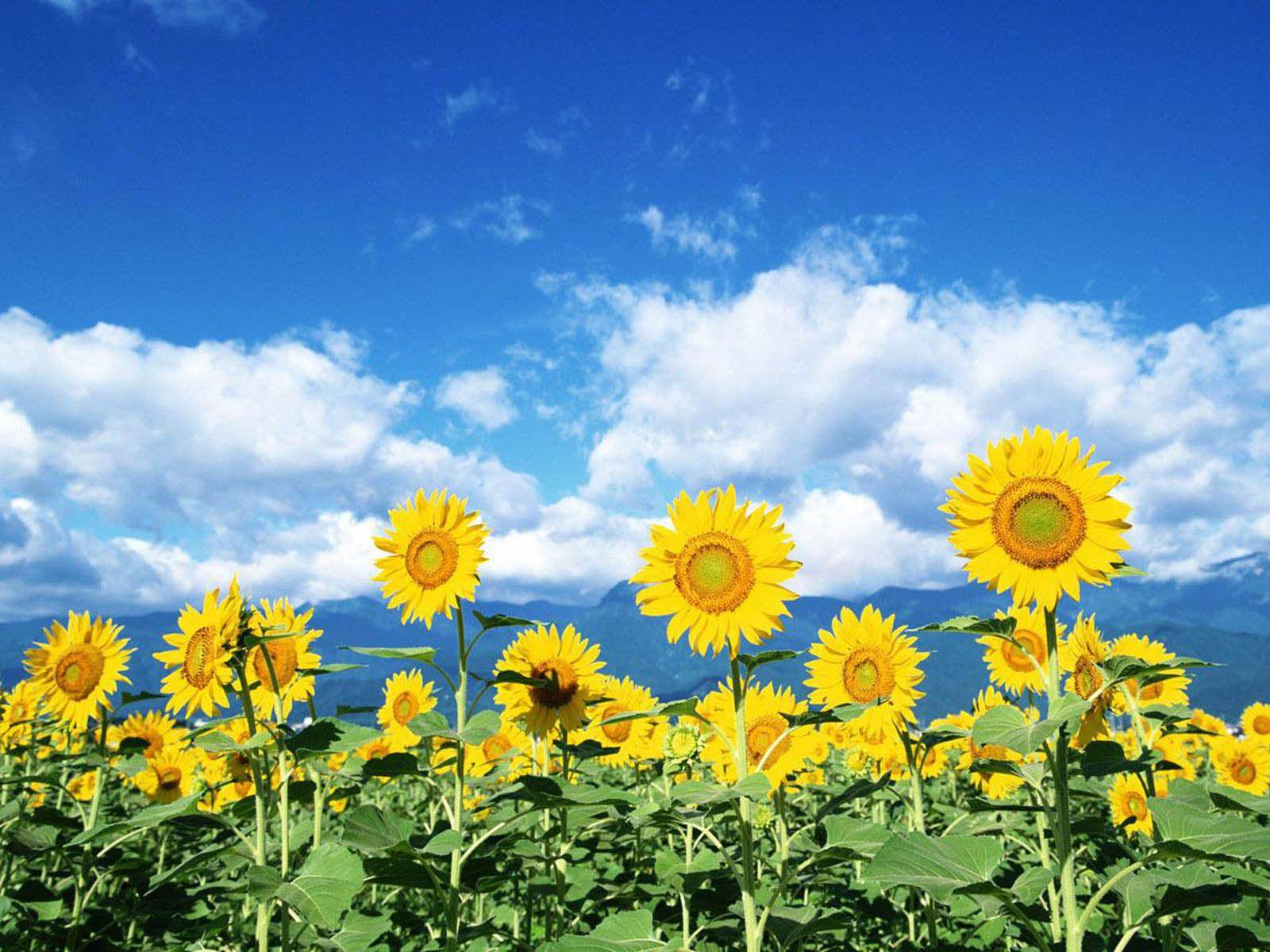 Desktop Wallpaper: Sunflowers Desktop Wallpaper