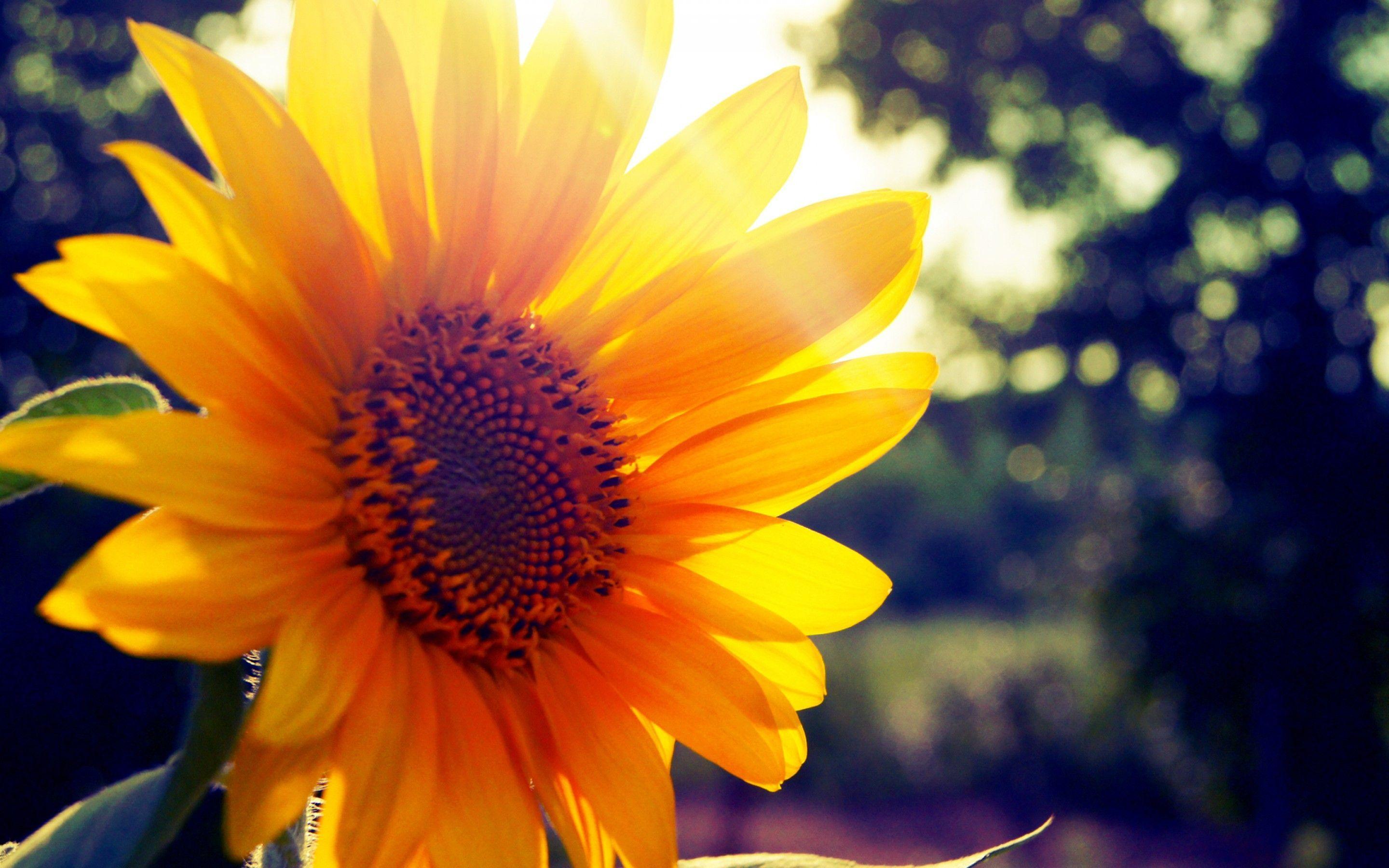 Sunflower Desktop Wallpaper and Artwork. Sunflowers