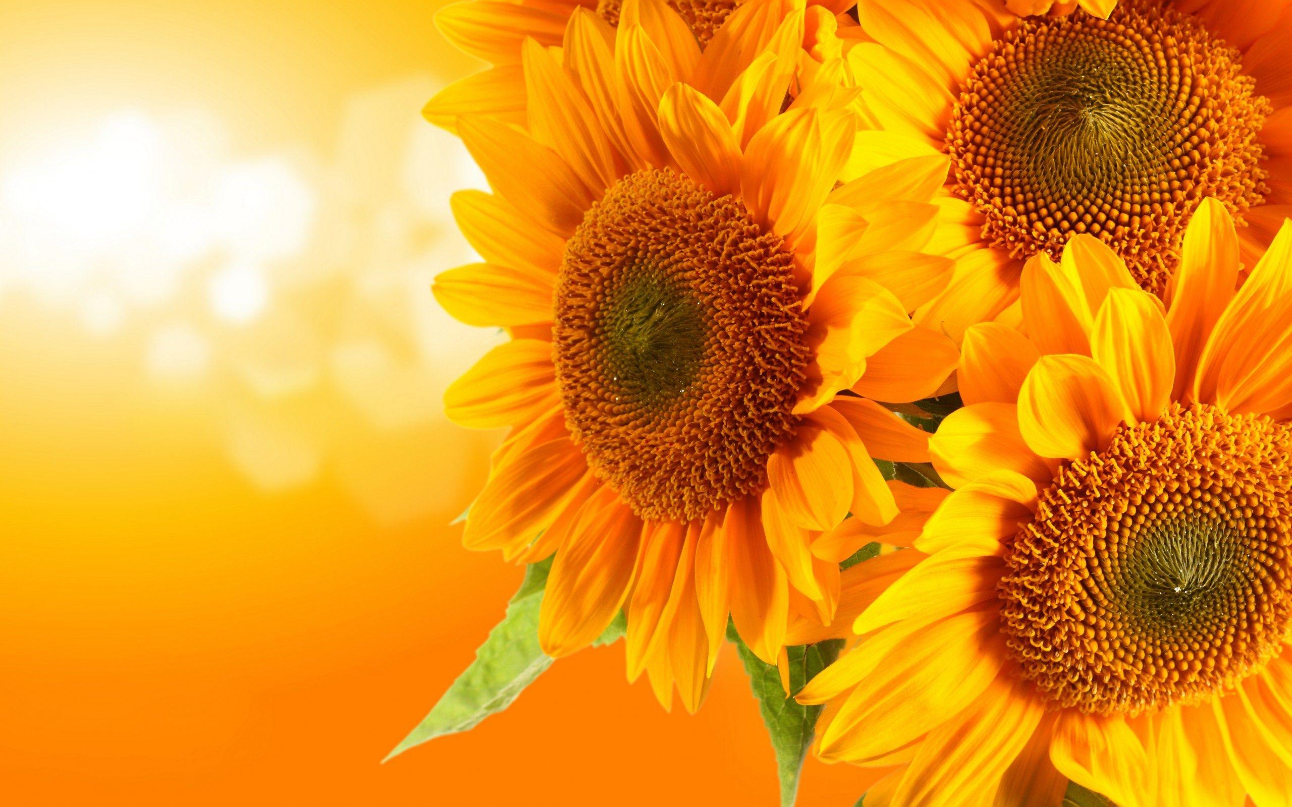 Download Sunflower Wallpaper Desktop HD Background Best For iPhone
