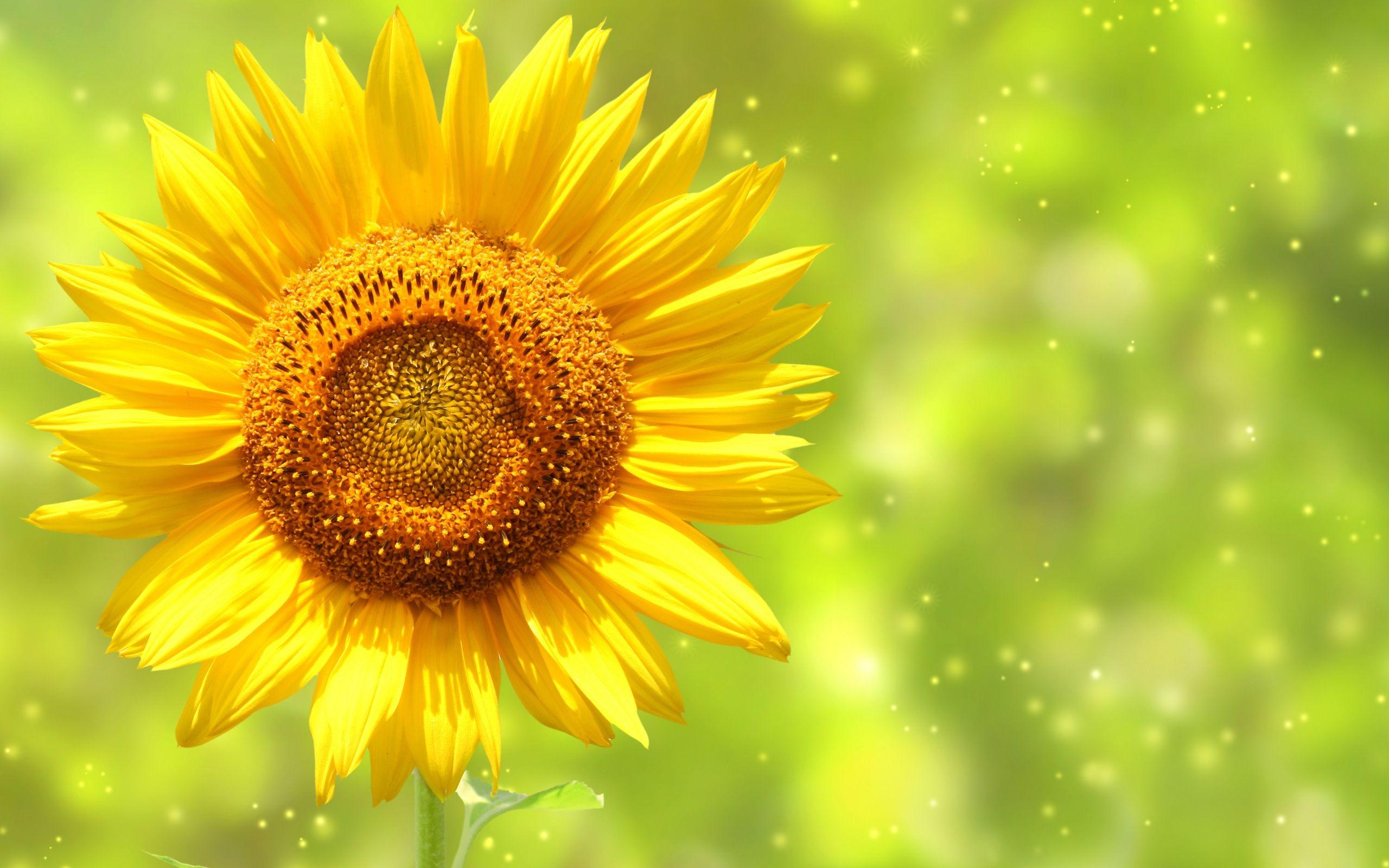 yellow sunflower Desktop Wallpaperk HD