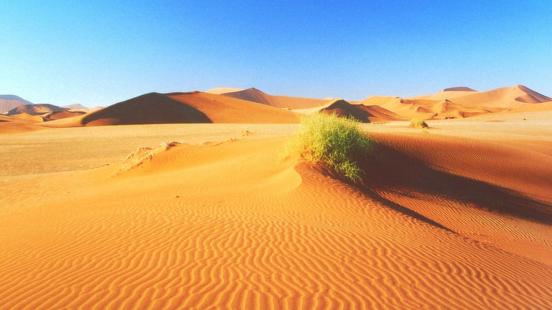 Desert Dunes & Plant desktop PC and Mac wallpaper