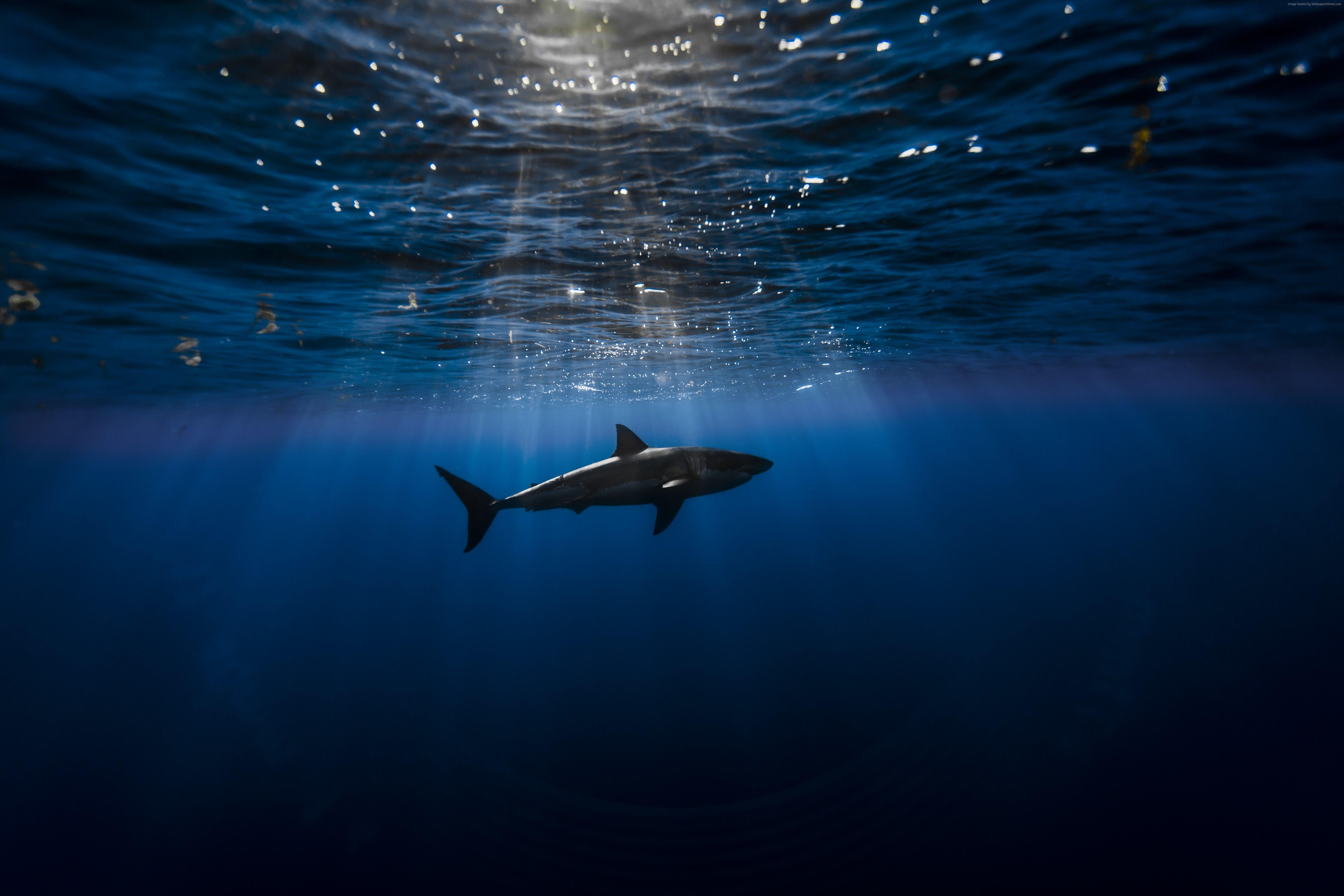 Wallpaper Shark, Atlantic ocean, underwater, Best Diving Sites