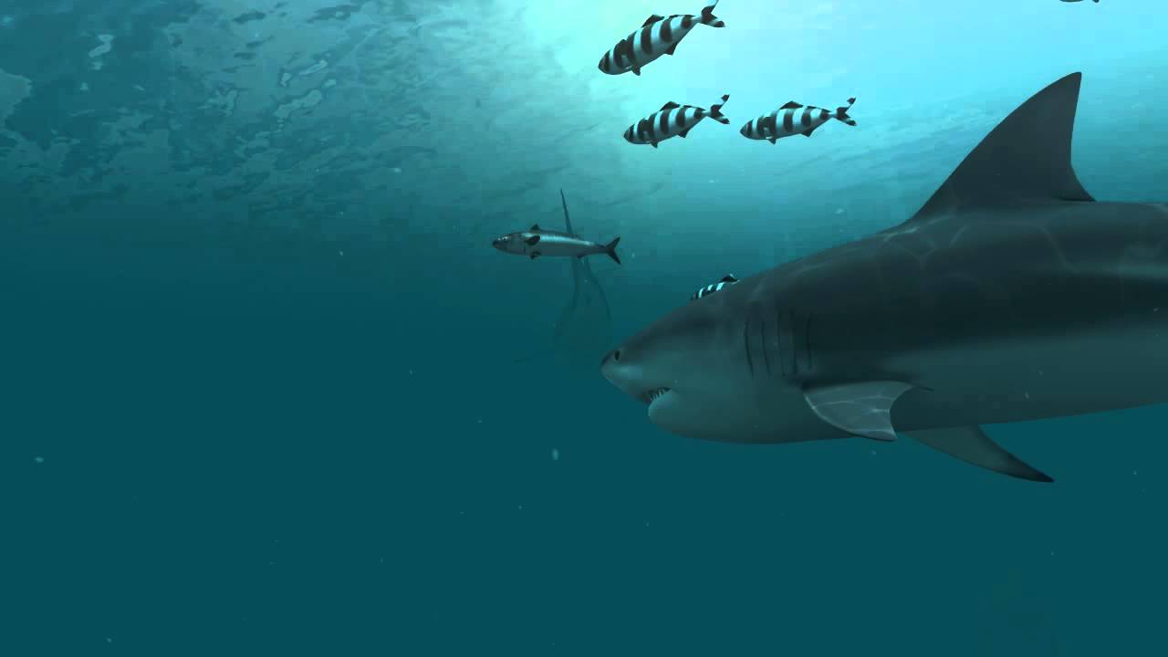 Sharks 3D Live Wallpaper and .youtube.com