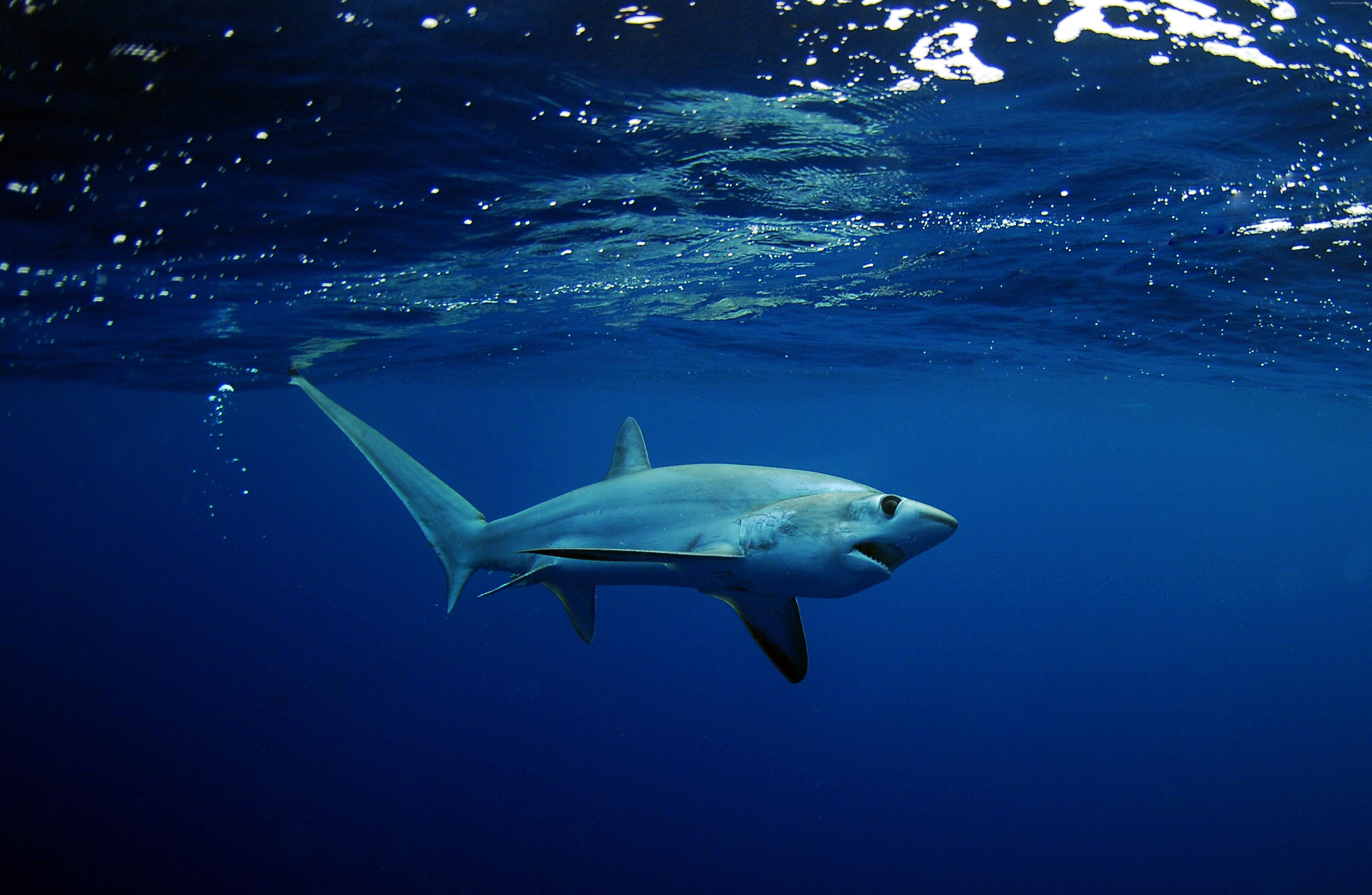 Wallpaper Shark, underwater, Best Diving Sites, Animals