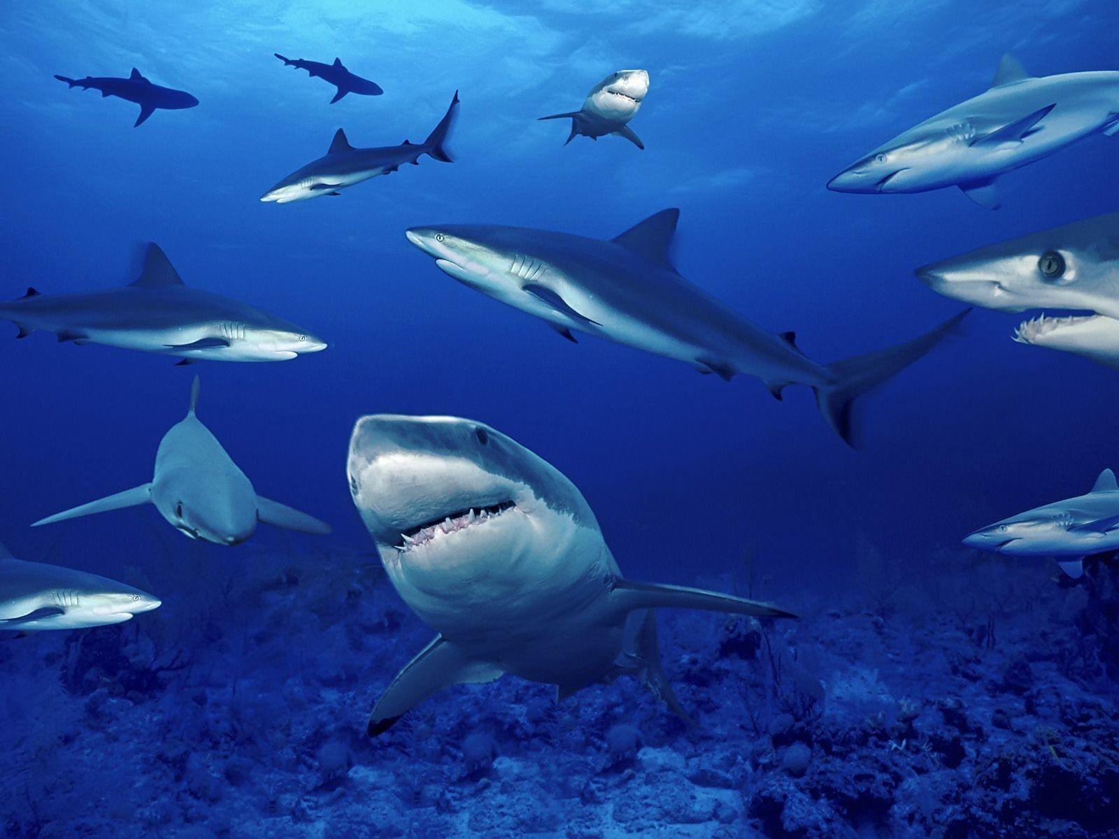 Sharks HD Wallpaper, Background Image