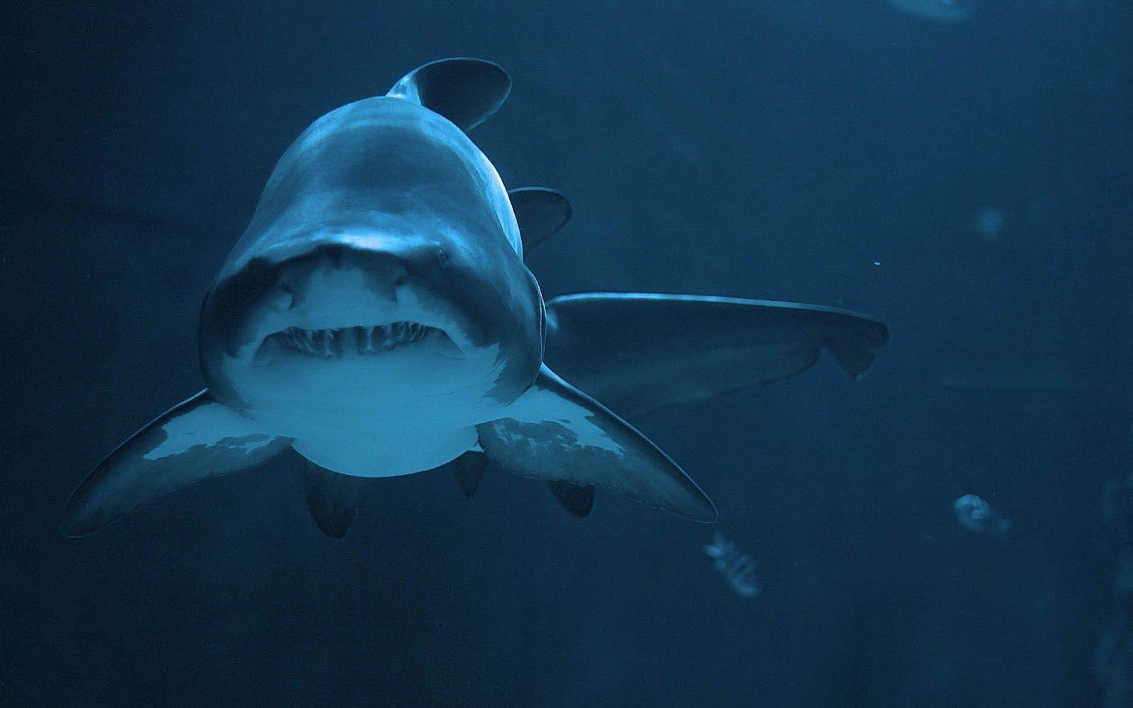 Dangerous shark underwater picture Trends Wallpaper