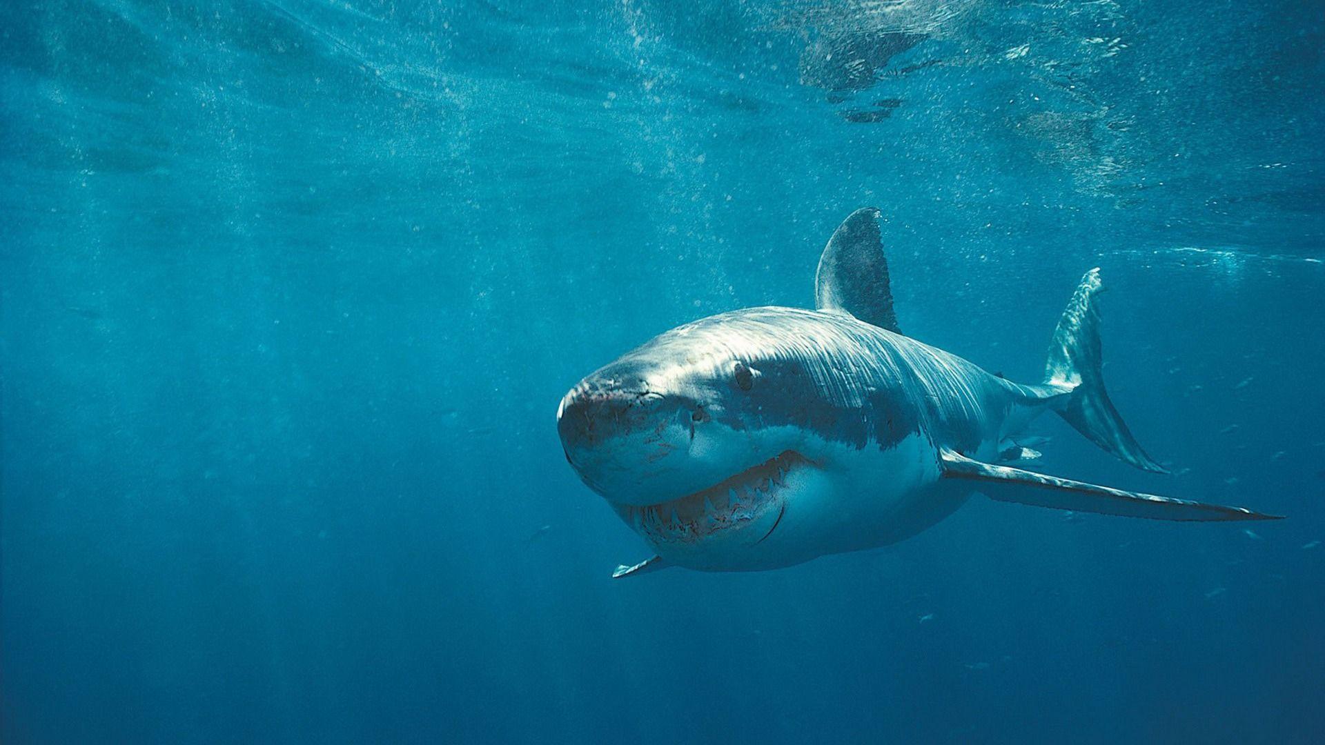 underwater fish great white shark HD wallpaper