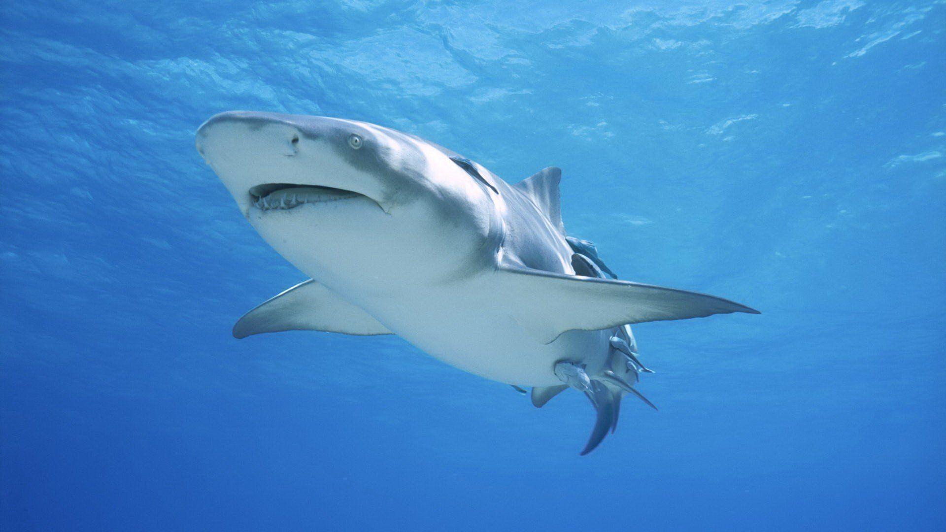Sharks Underwater 475554