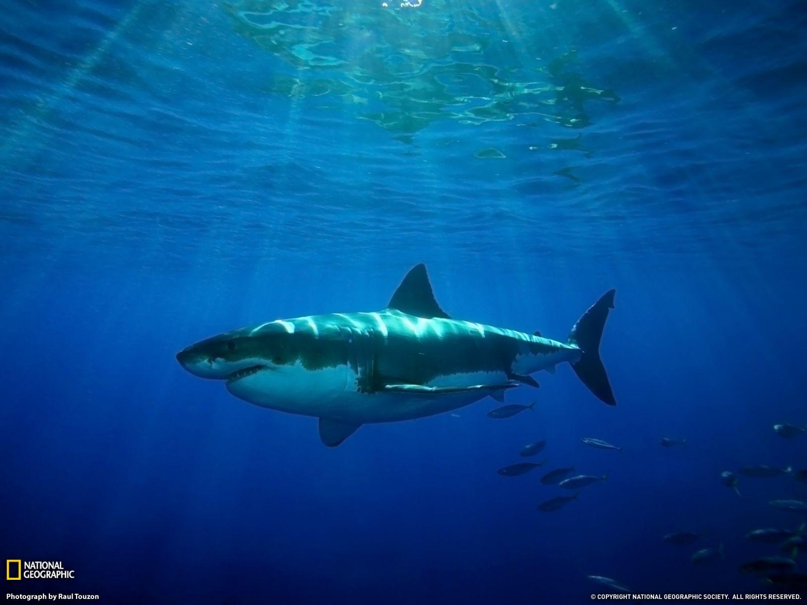 Great White Shark HD Wallpaper, Background Image